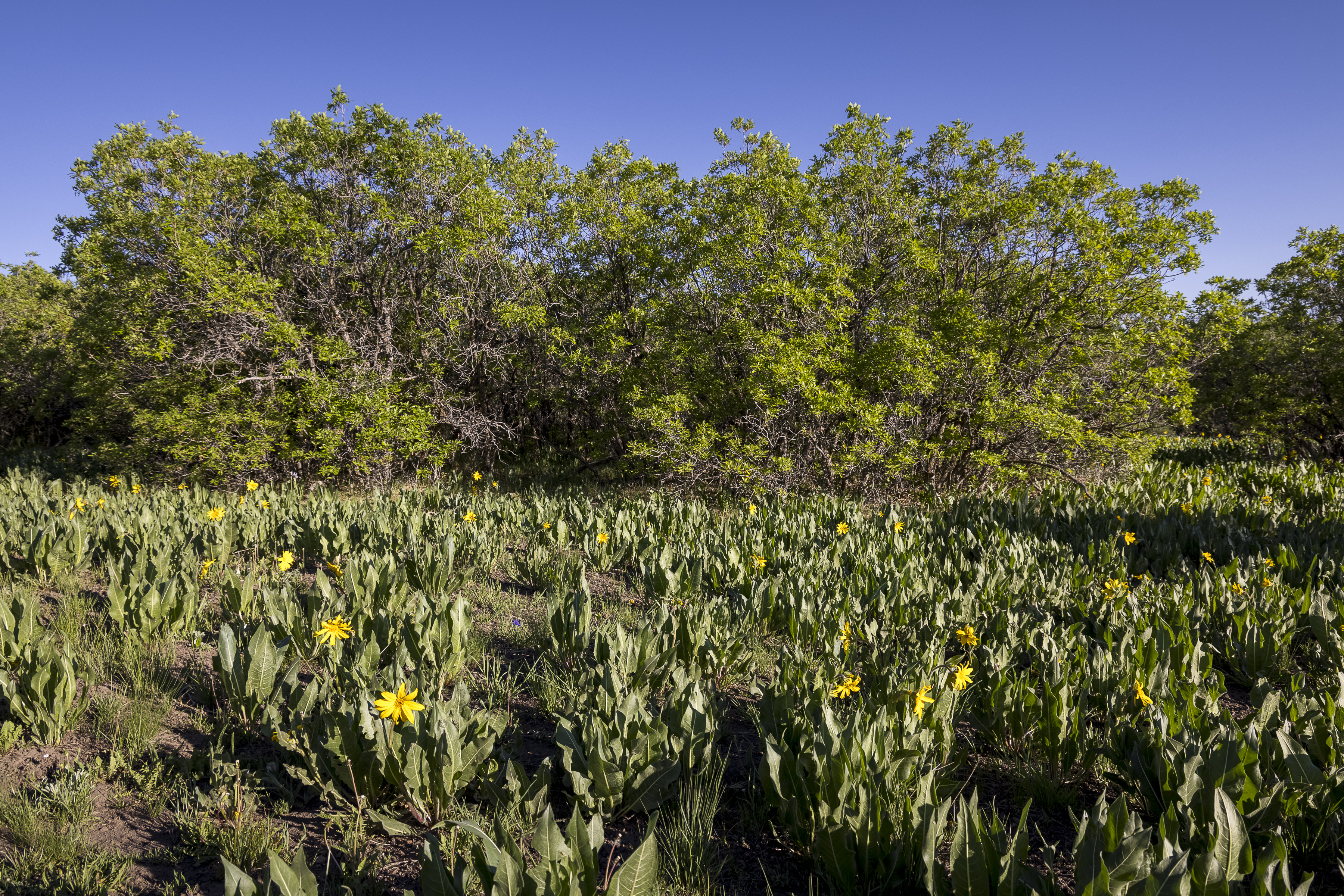  Telluride Renegade Ranch - 602 acres on Hastings Mesa - 物件實景