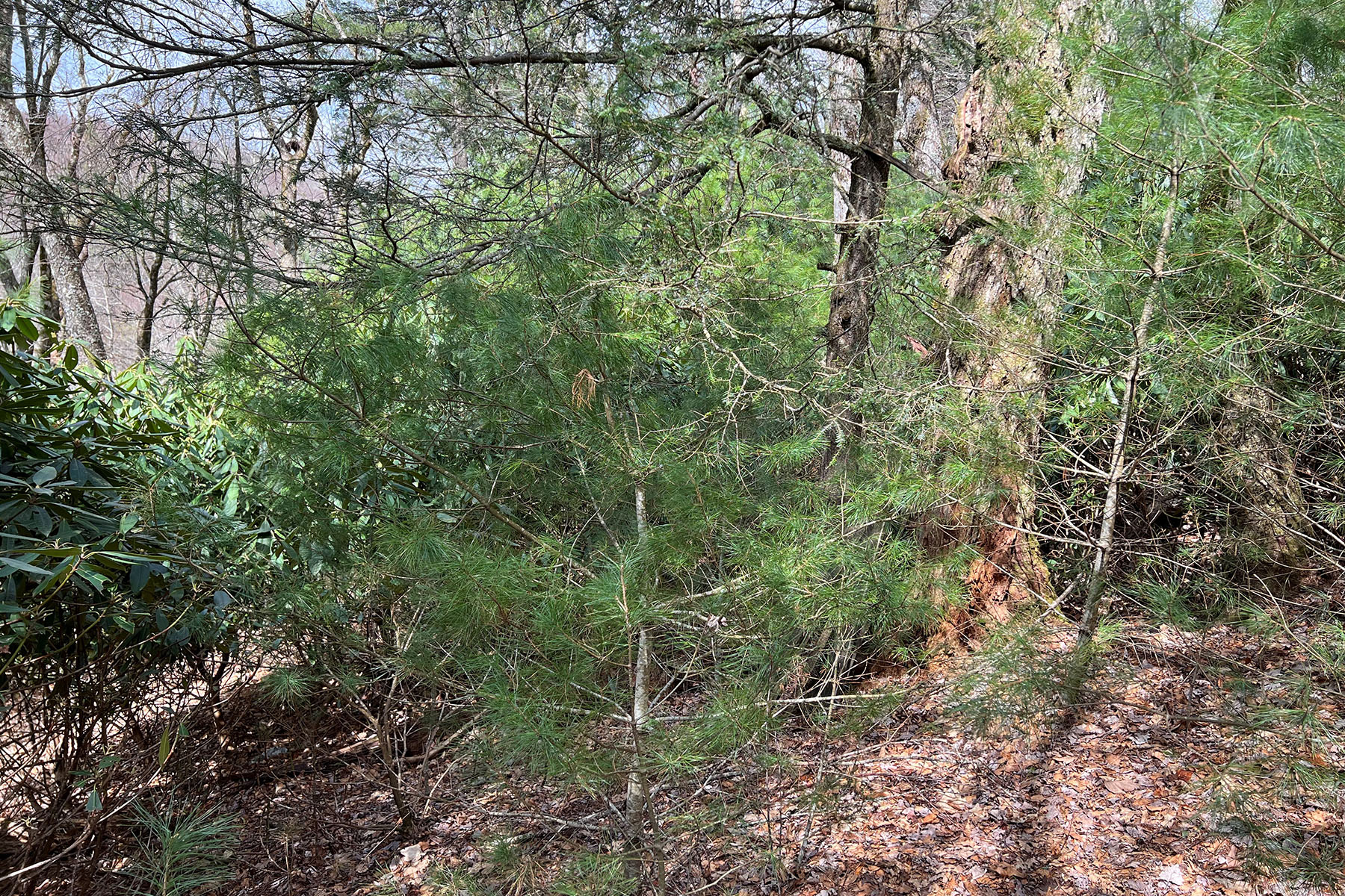  CRAIGS FOREST - BLOWING ROCK - 物件實景