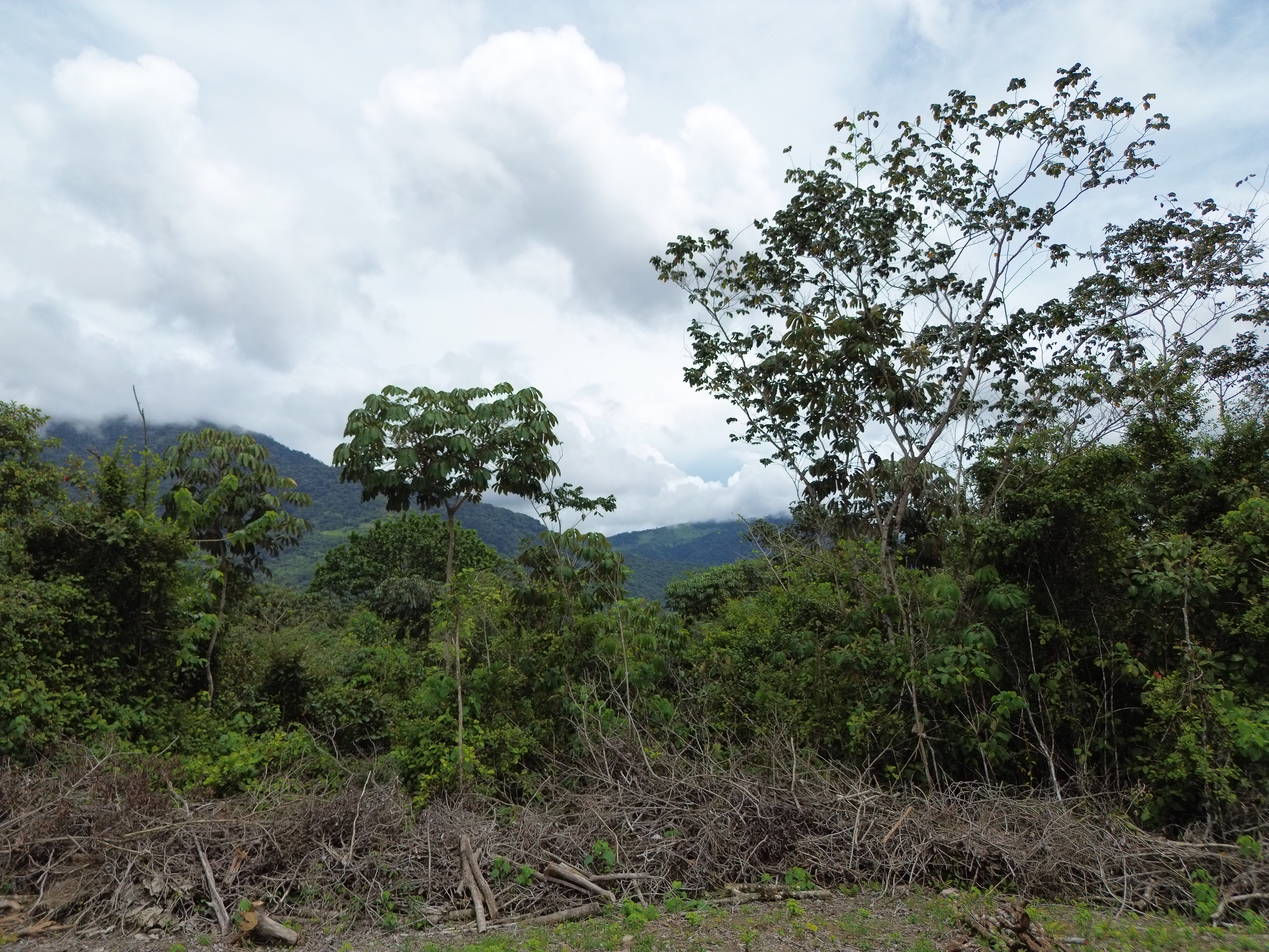Palmar Norte, Palmar, Puntarenas, CR, ,Land,For Sale,Palmar Norte,1667866