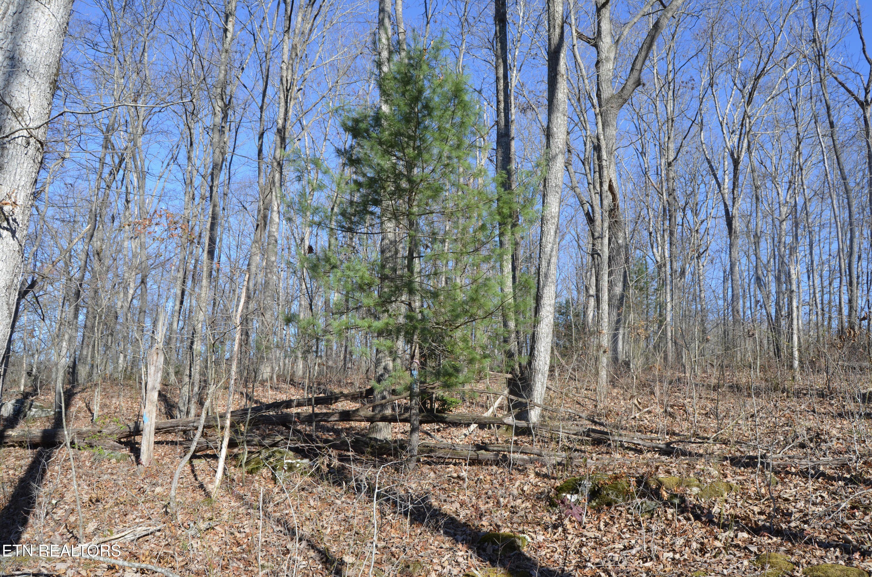 Crossville, Tennessee, 38555, United States, ,Land,For Sale,1978266