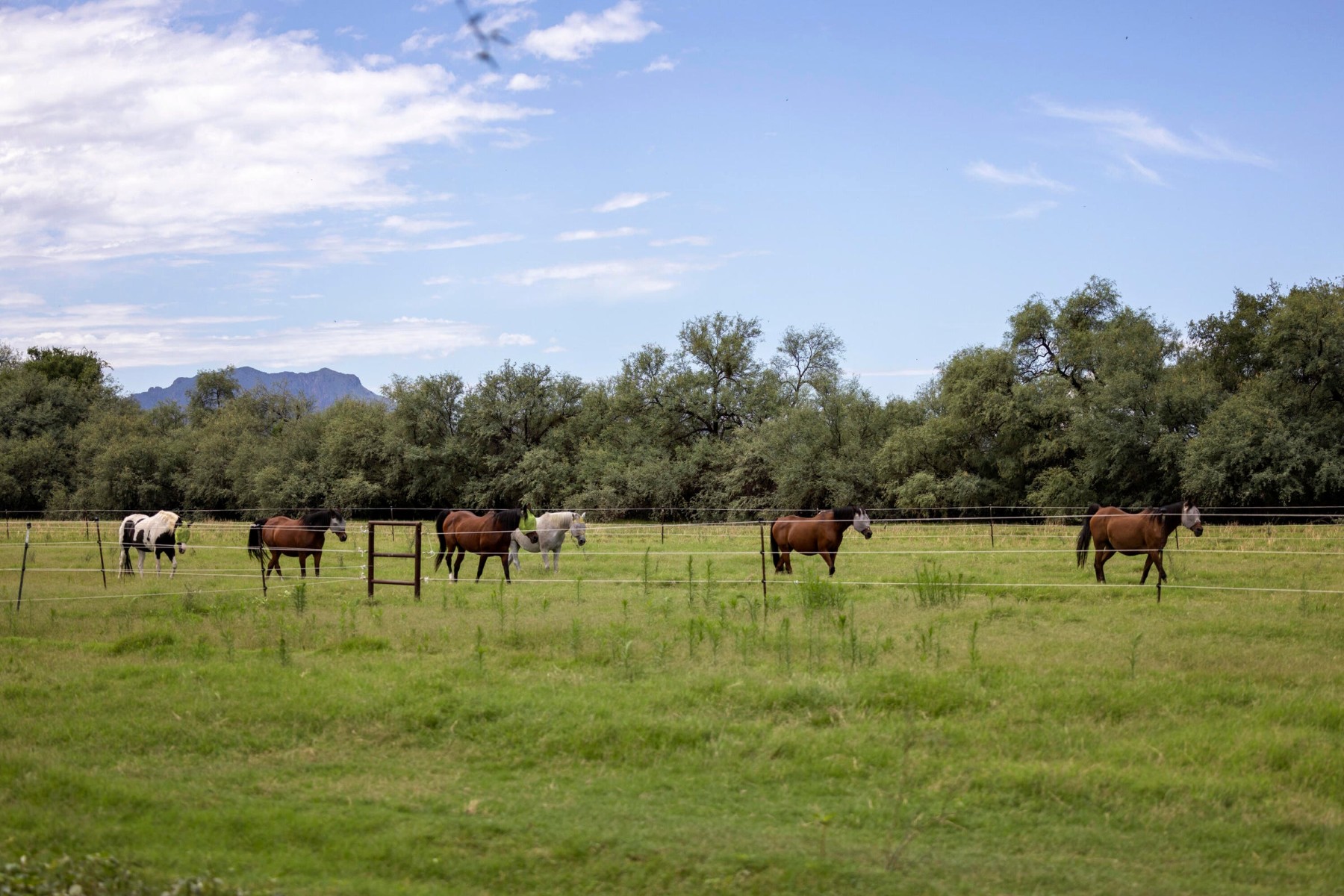  3155 W Elephant Head Road¦Amado, AZ - 物件實景