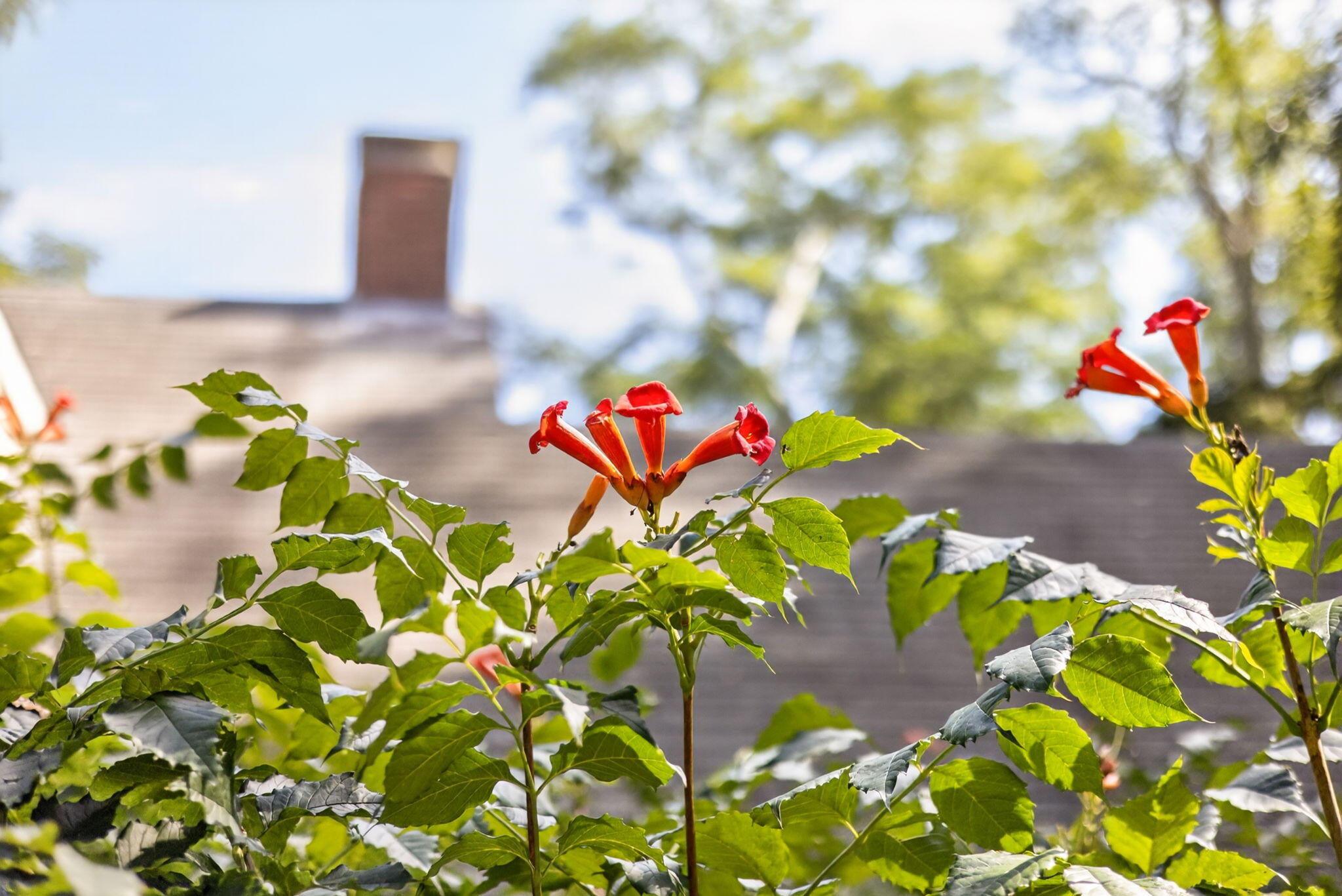  7 Carmen Lane, Orleans, MA, 02653 - 物件實景