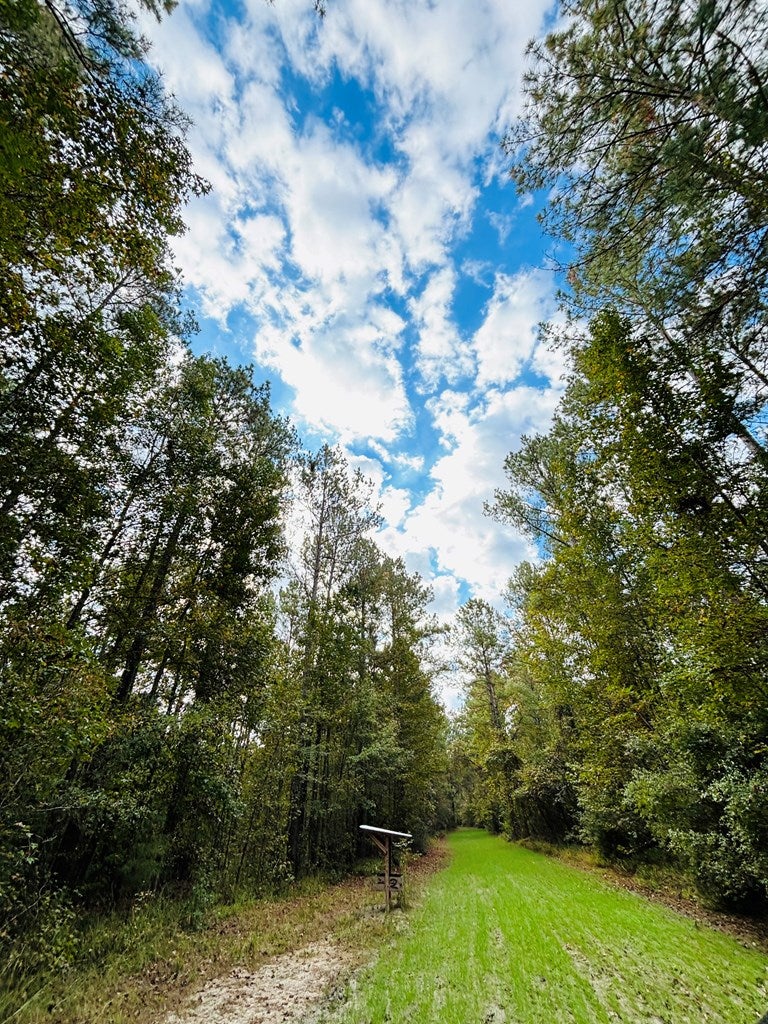 Abbeville, Georgia, 31001, United States, ,Land,For Sale,1975130