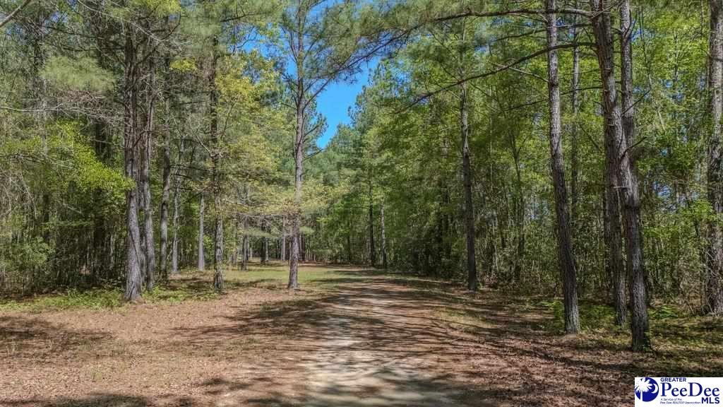 1315 Hill Harrell Road, Effingham, South Carolina, 29541-3179, United States, ,Land,For Sale,1315 Hill Harrell Road,1501598