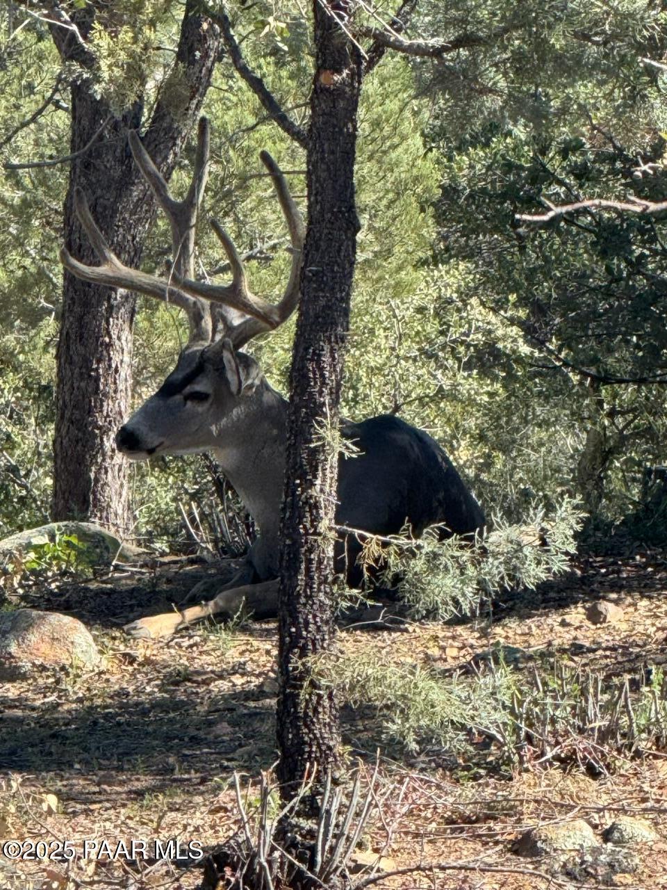 Prescott, Arizona, 86303, United States, 2 Bedrooms Bedrooms, ,2 BathroomsBathrooms,Residential,For Sale,1991251