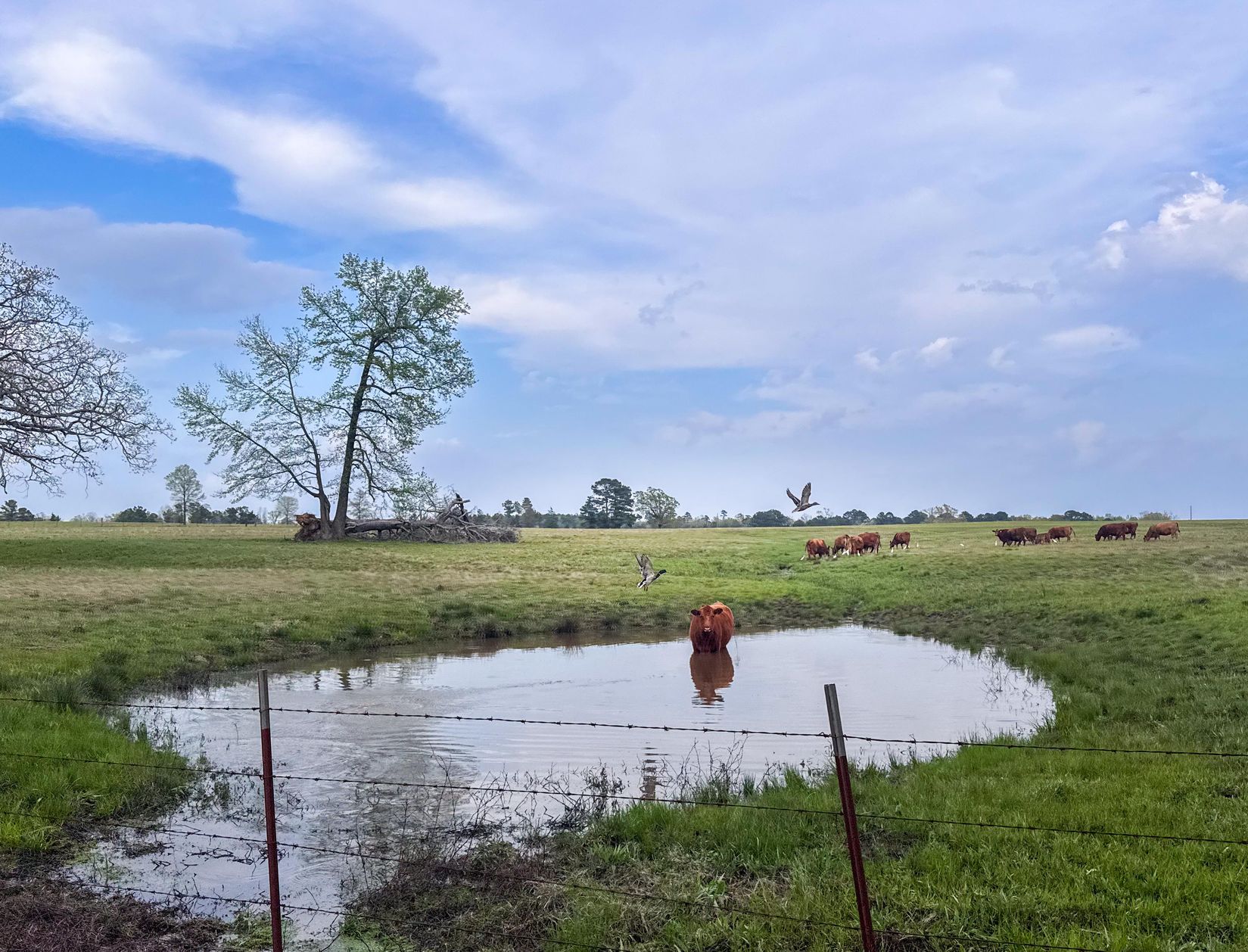 Bivins, Texas, 75555, United States, ,Residential,For Sale,1755933