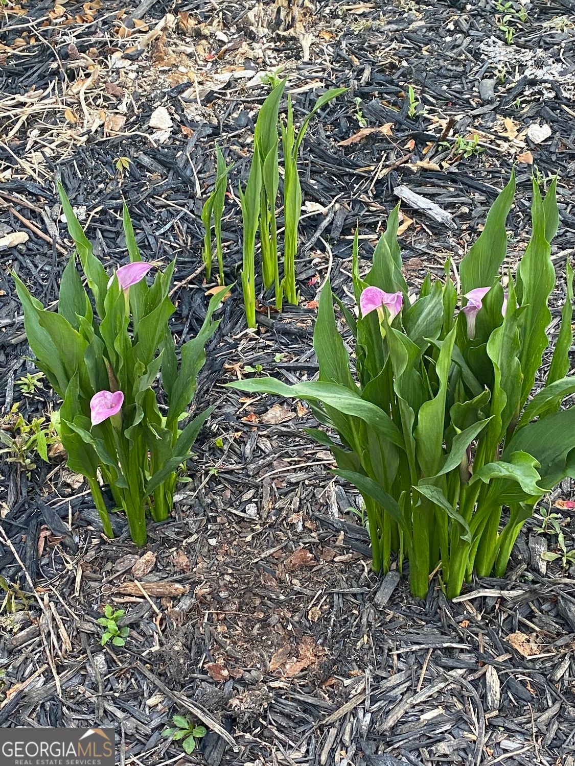 Cumming, Georgia, 30028, United States, 4 Bedrooms Bedrooms, ,3 BathroomsBathrooms,Residential,For Sale,1997865