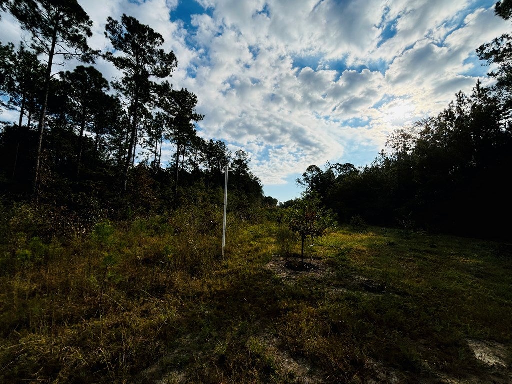Abbeville, Georgia, 31001, United States, ,Land,For Sale,1975130