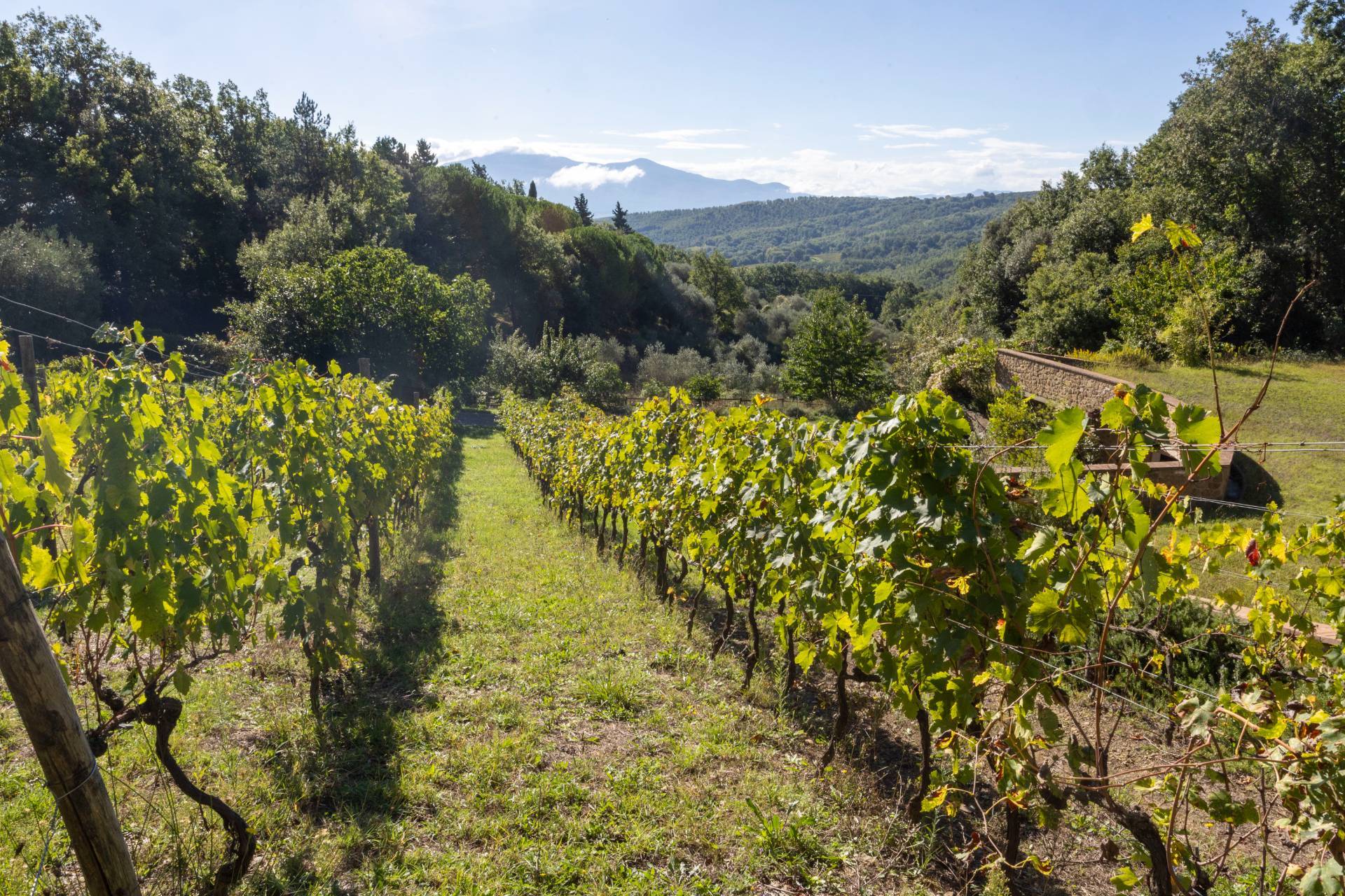 Montalcino, Siena, 53024, IT, ,Residential,For Sale,1991815