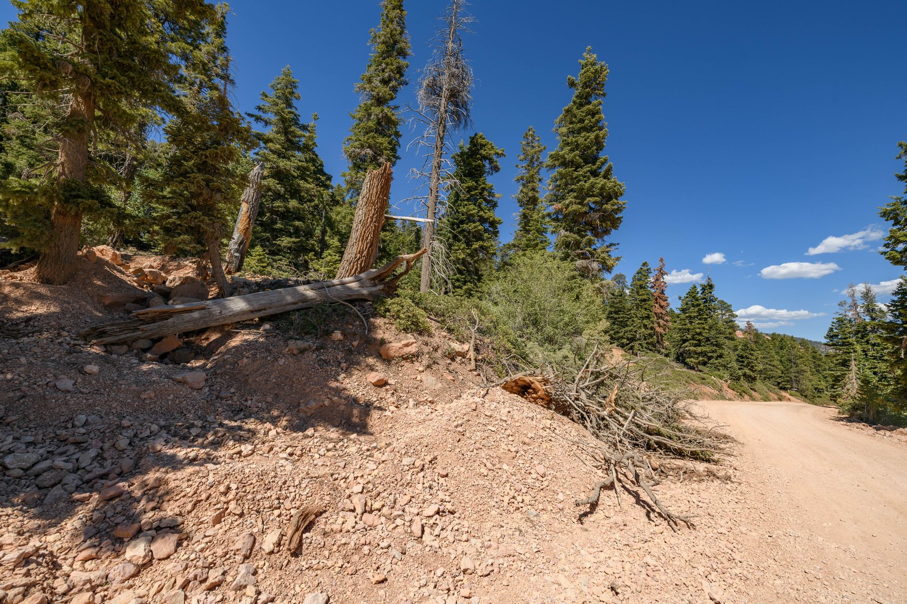  Quiet Mountain Retreat Near Navajo Lake - 物件實景