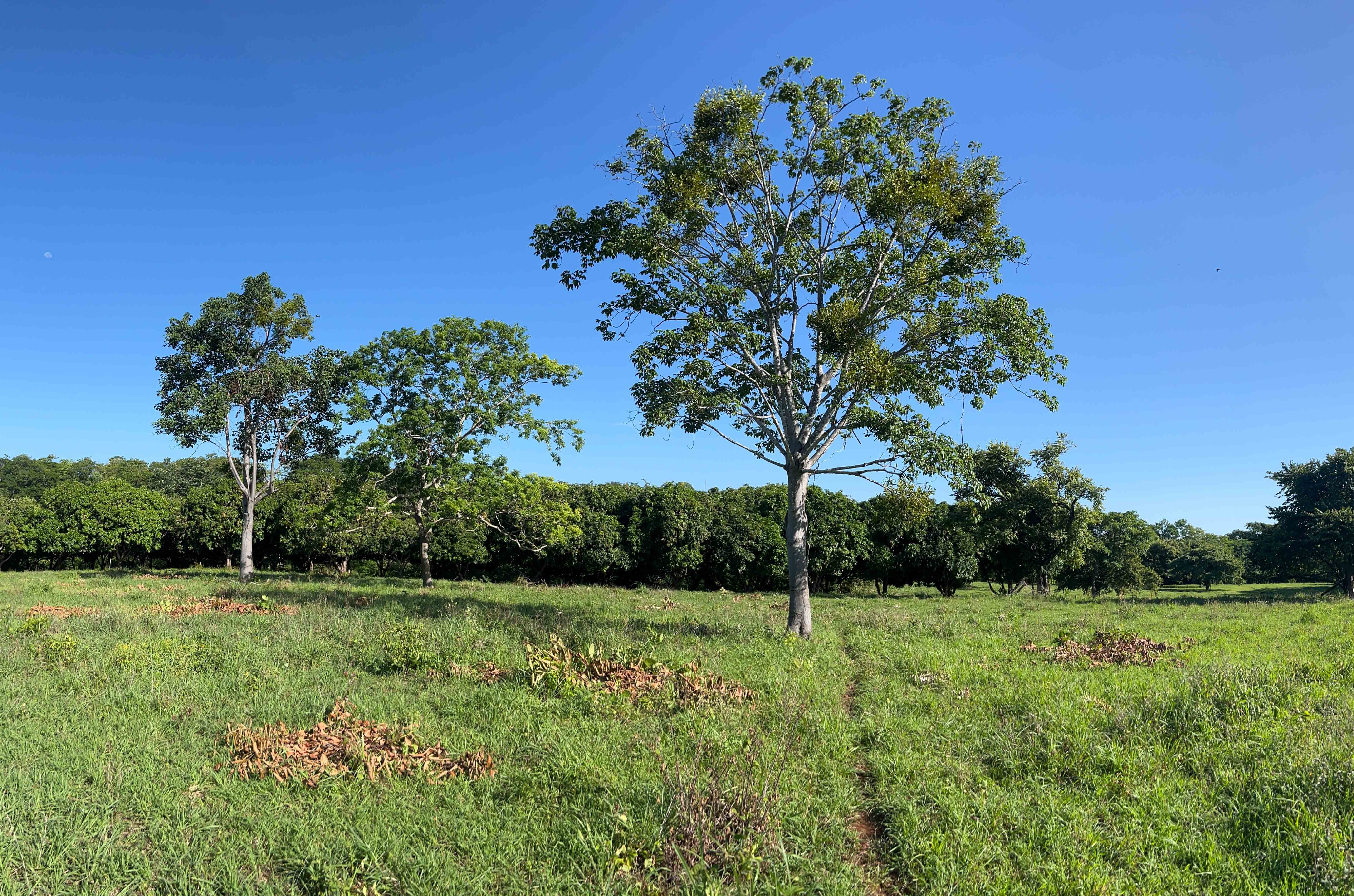 Avellanas, Guanacaste, CR, ,Land,For Sale,1707705