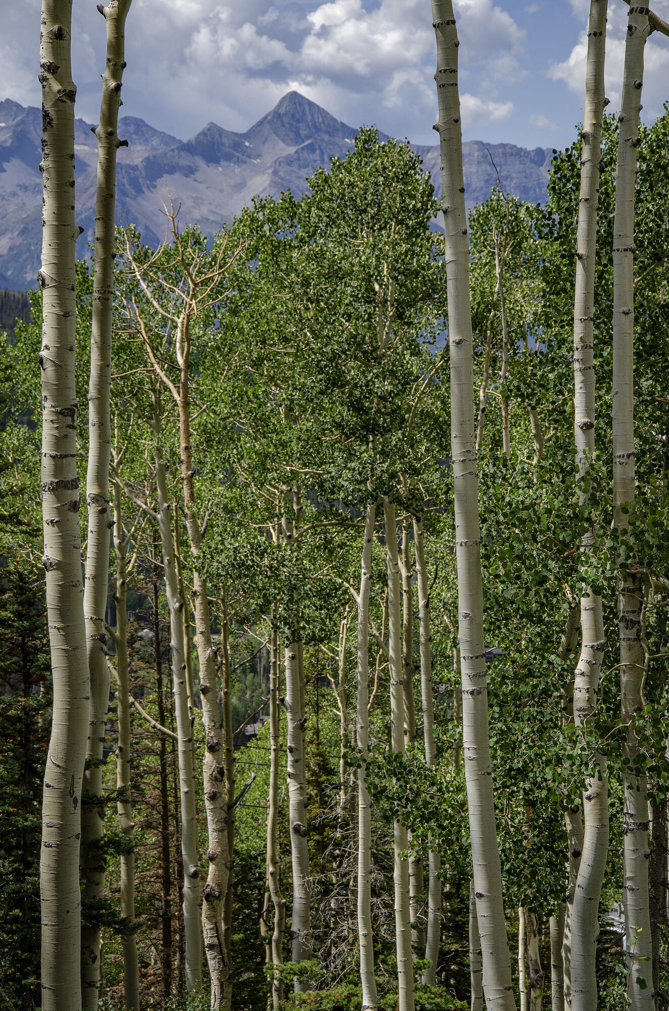 Mountain Village, Colorado, 81435, United States, ,Land,For Sale,1805145