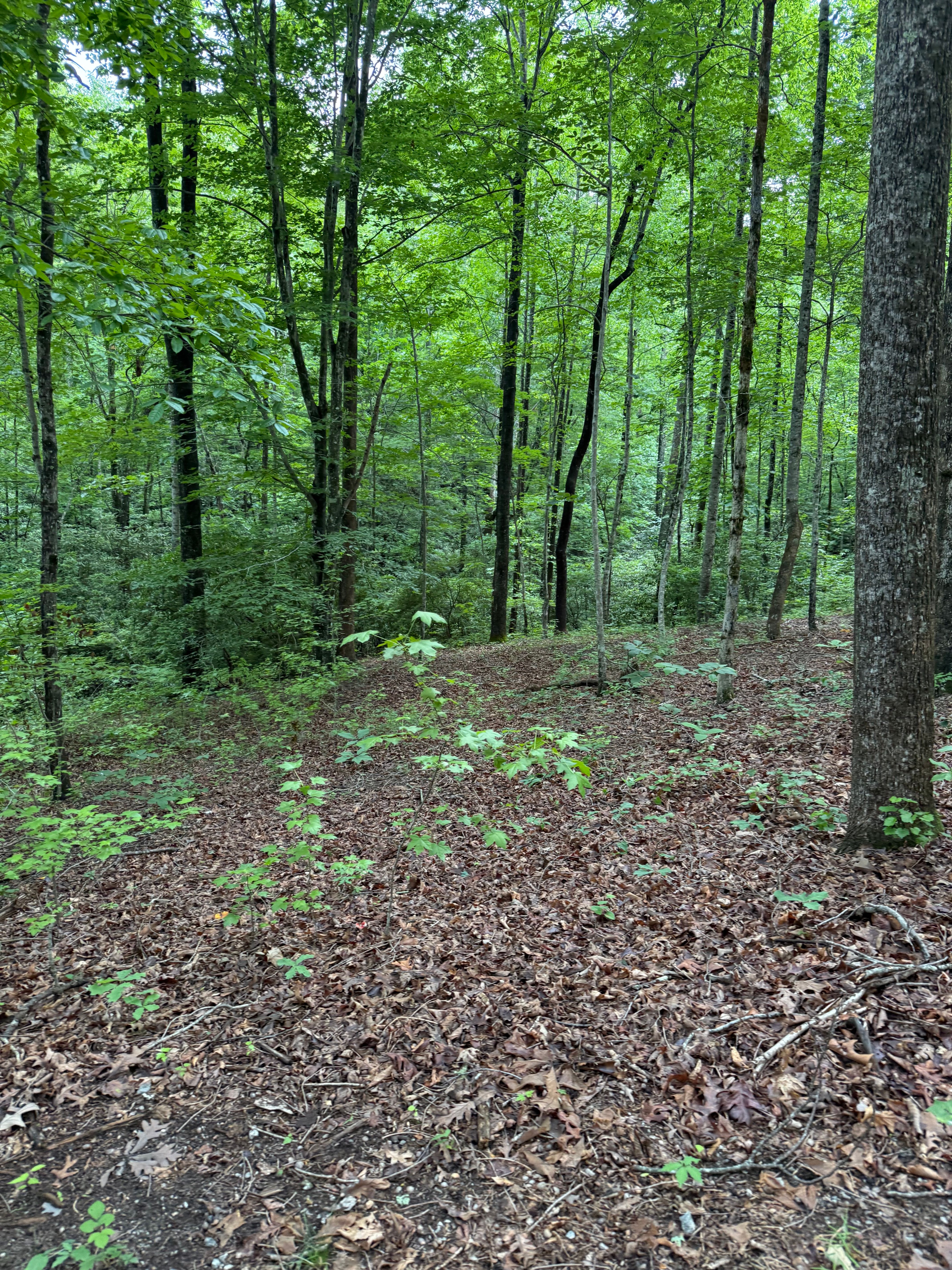  125 Cottage Side Trail, Travelers Rest, SC 29690 - 物件實景