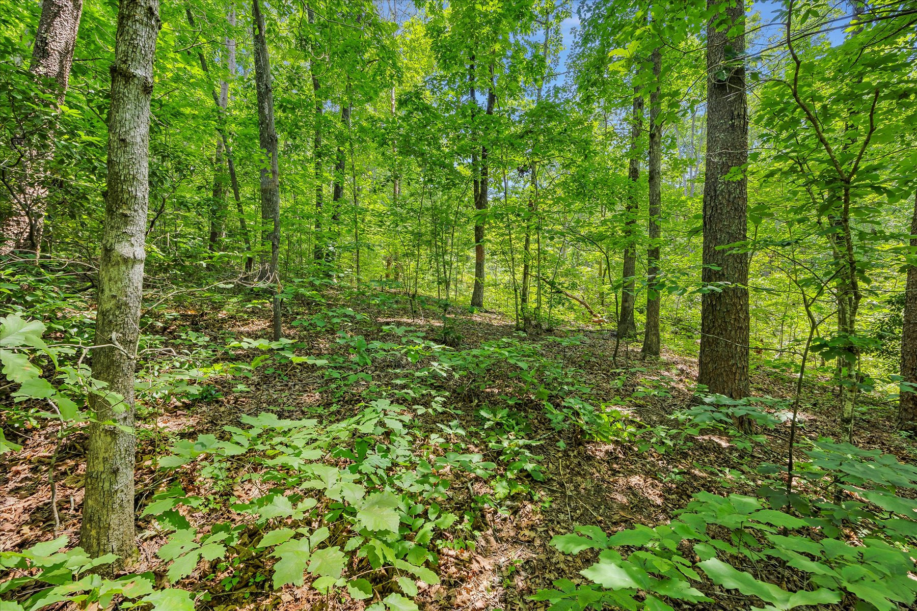  14 Alsace Way, Travelers Rest, SC 29690 - 物件實景