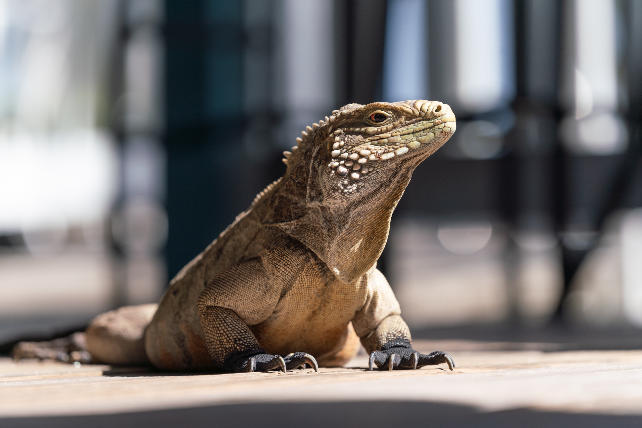  Oceanfront Large Land Parcel - 物件實景
