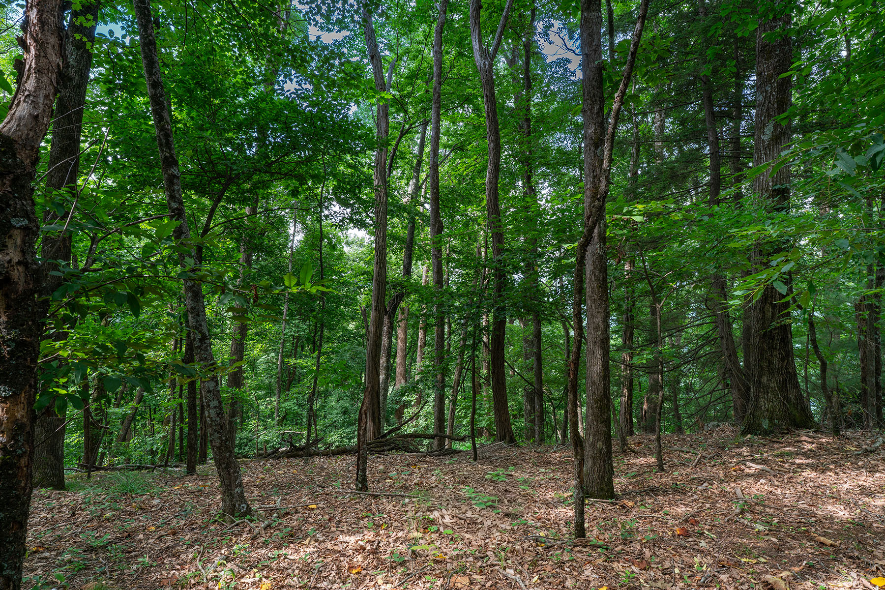  THE ORCHARDS OF MAYVIEW - BLOWING ROCK - 物件實景