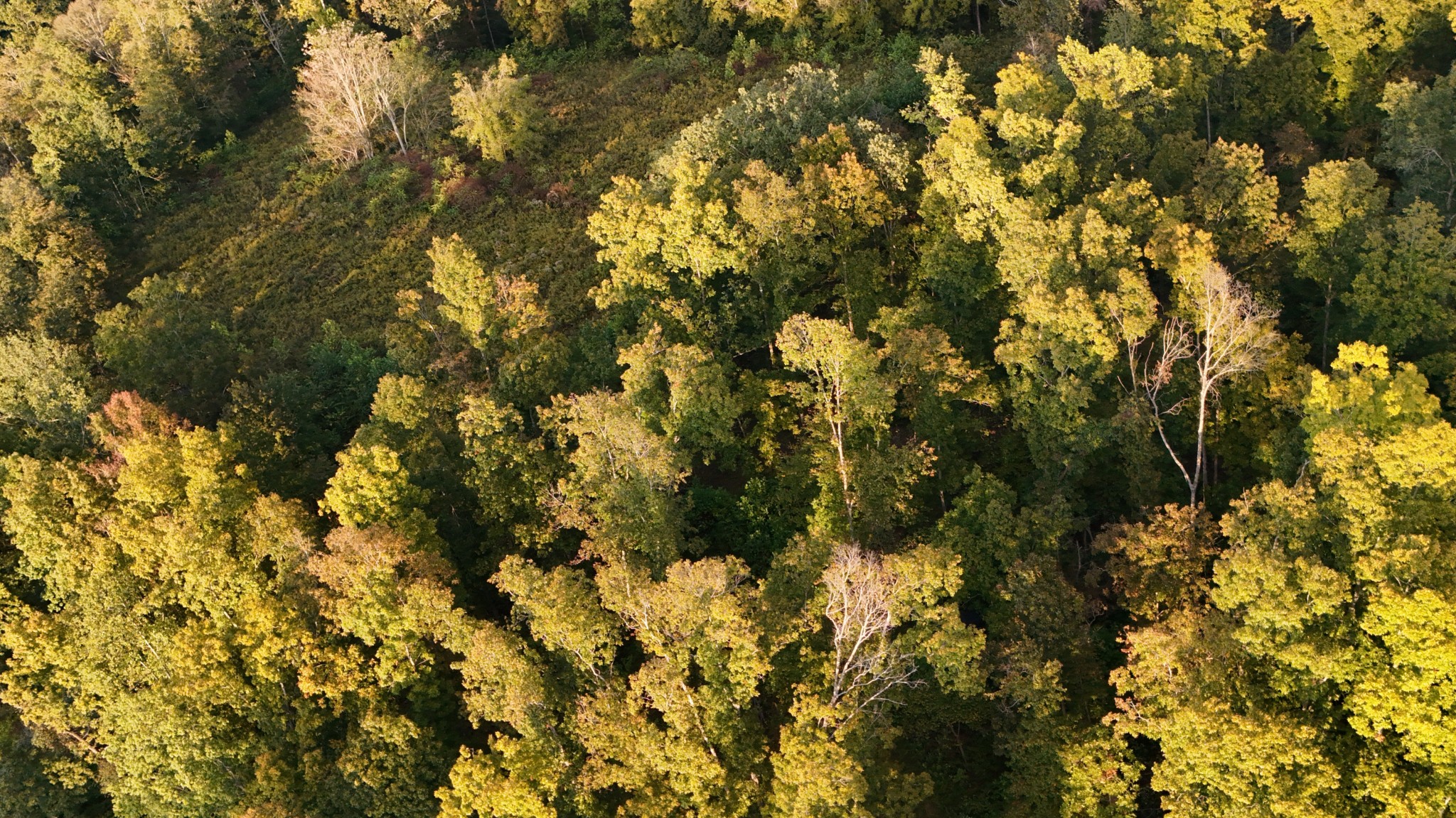 Lynchburg, Tennessee, 37388, United States, ,Land,For Sale,1982223