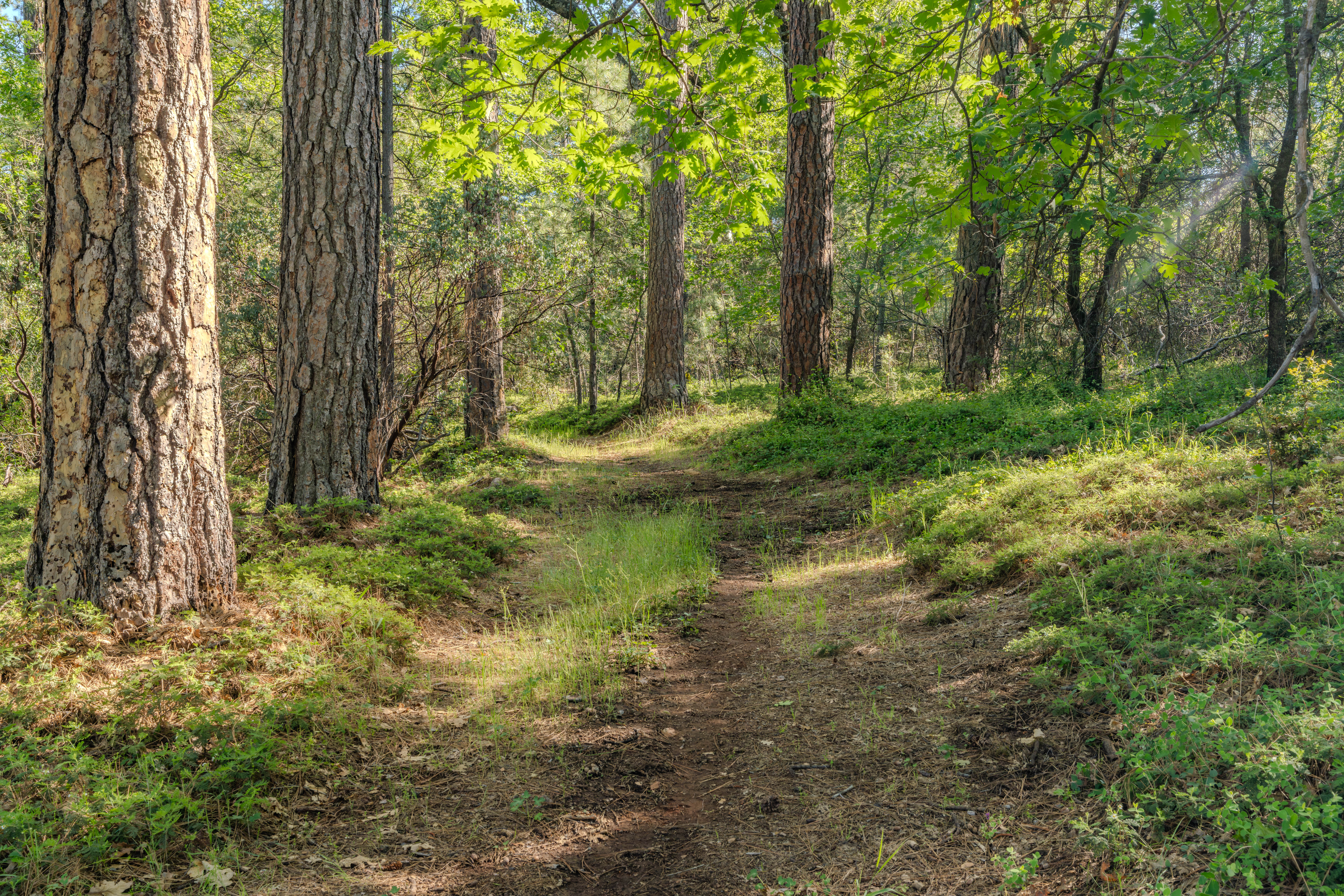  211 Fox Road, Glencoe, CA 95232 - 物件實景
