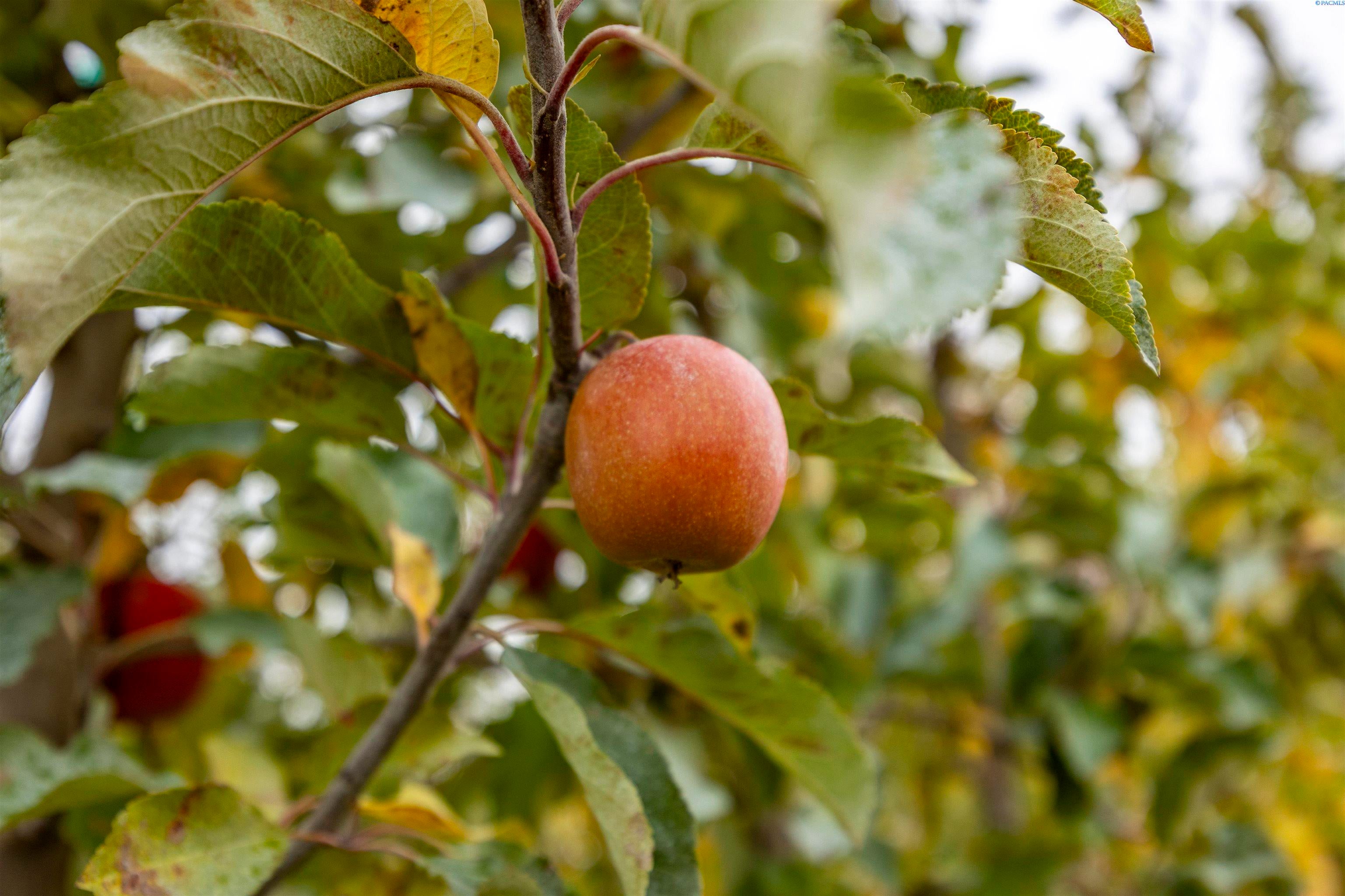 Benton City, Washington, 99320, United States, ,Residential,For Sale,1998066