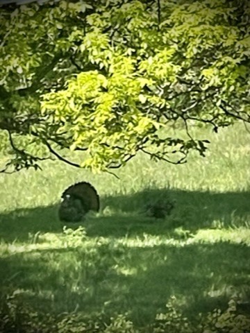 Berryville, Arkansas, 72616, United States, 6 Bedrooms Bedrooms, ,4 BathroomsBathrooms,Residential,For Sale,1988341