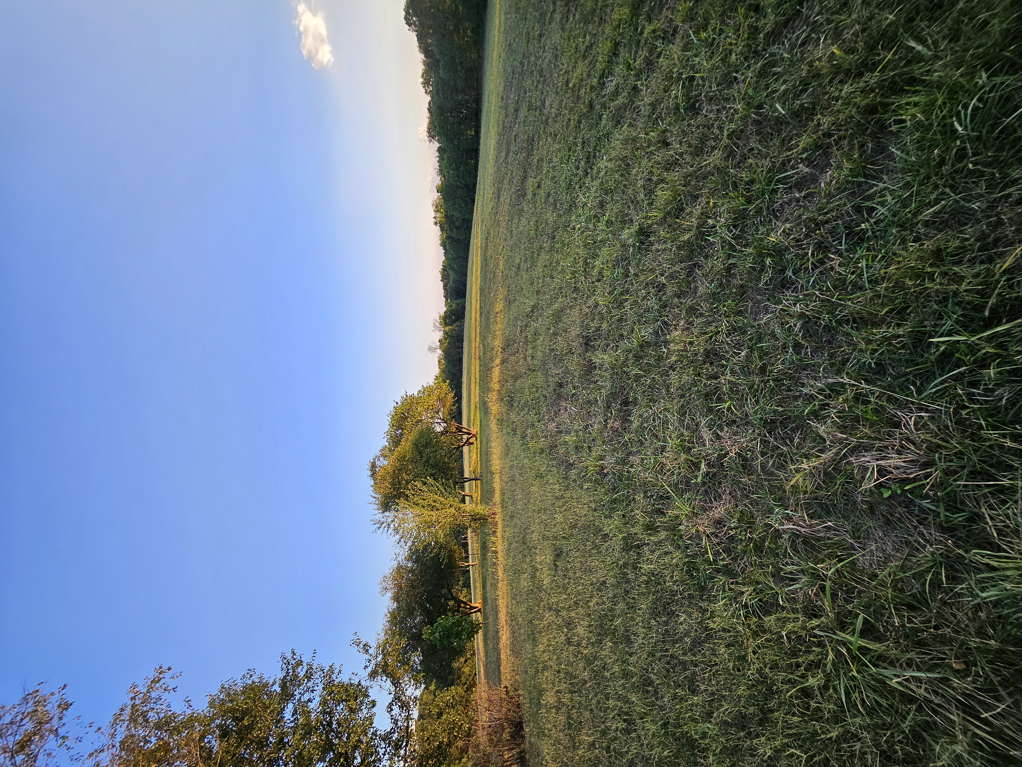 Pierce City, Missouri, 65723, United States, 5 Bedrooms Bedrooms, ,3 BathroomsBathrooms,Residential,For Sale,1975319