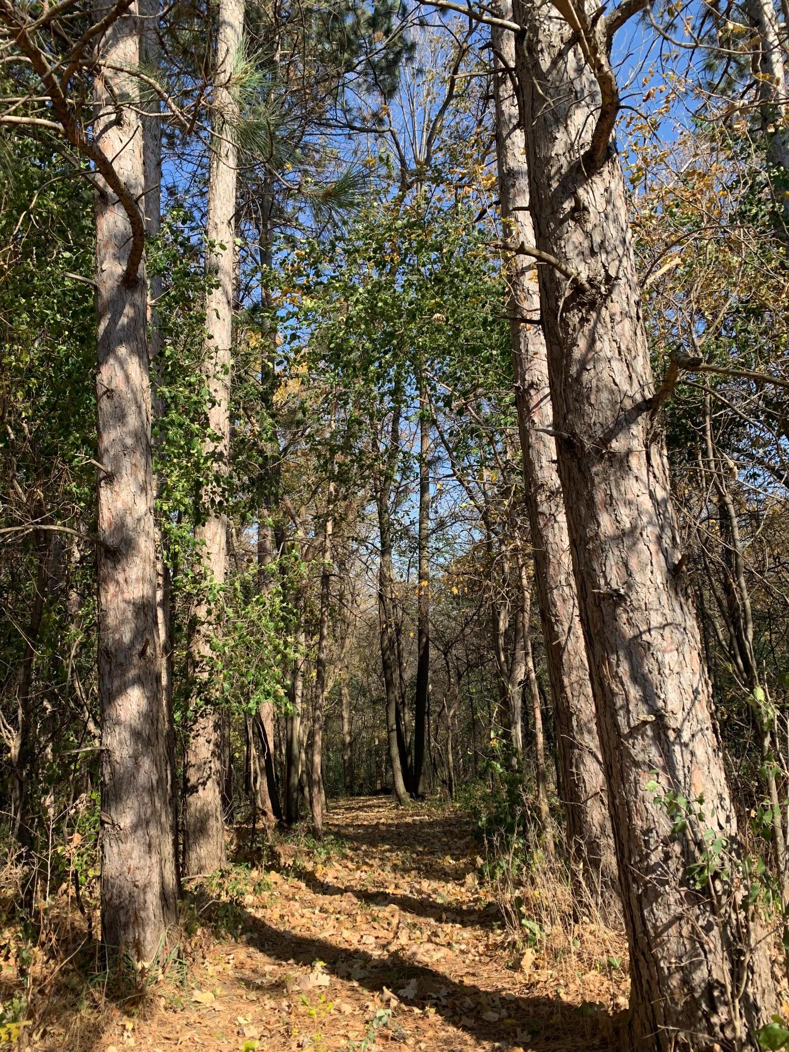 Tbd 75th Street NW, Oronoco Twp, Minnesota, 55901, United States, ,Land,For Sale,Tbd 75th Street NW,1626085