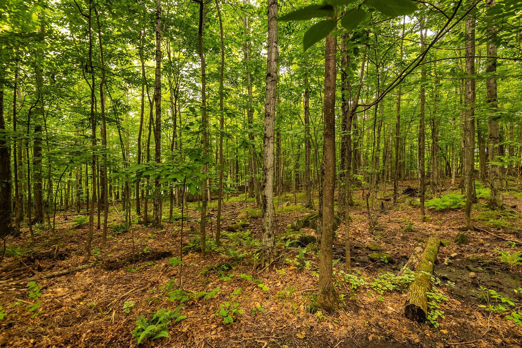  Sutton, Eastern Townships - 物件實景