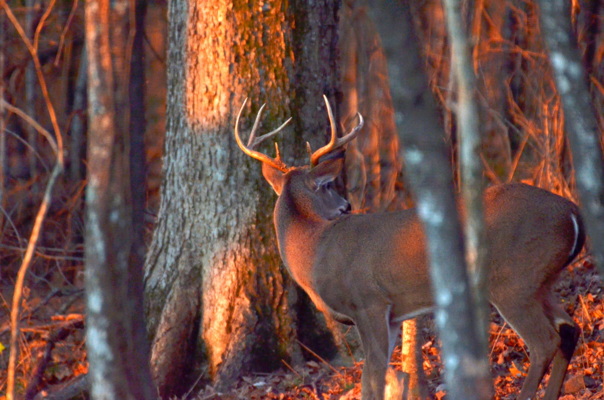 Lewisburg, Tennessee, 37091, United States, 4 Bedrooms Bedrooms, ,3 BathroomsBathrooms,Residential,For Sale,1999662