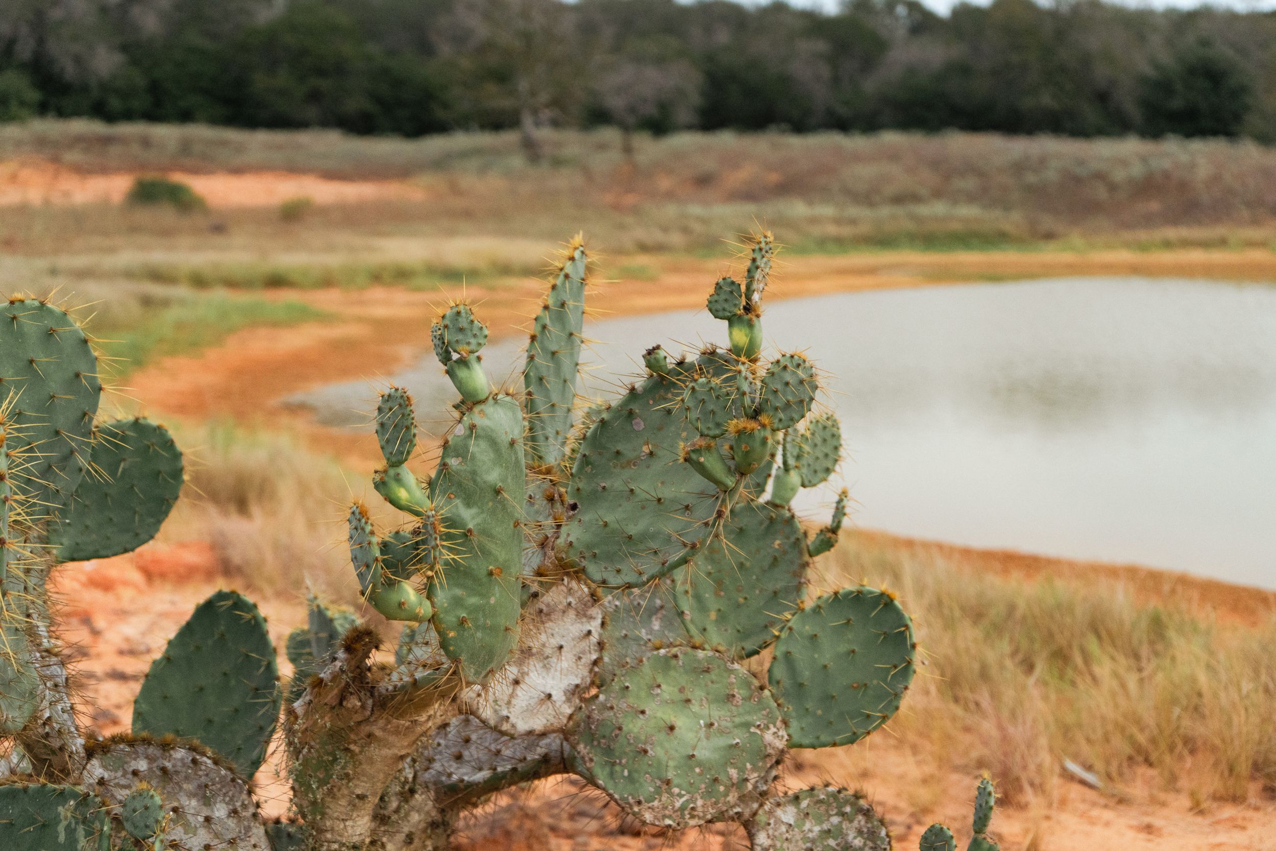  860+/- Acre PQR Ranch in Gonzales County - 物件實景