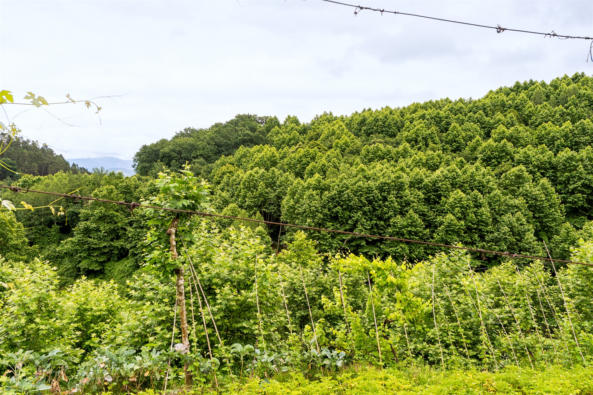  Farm, 3 bedrooms, for Sale - 物件實景