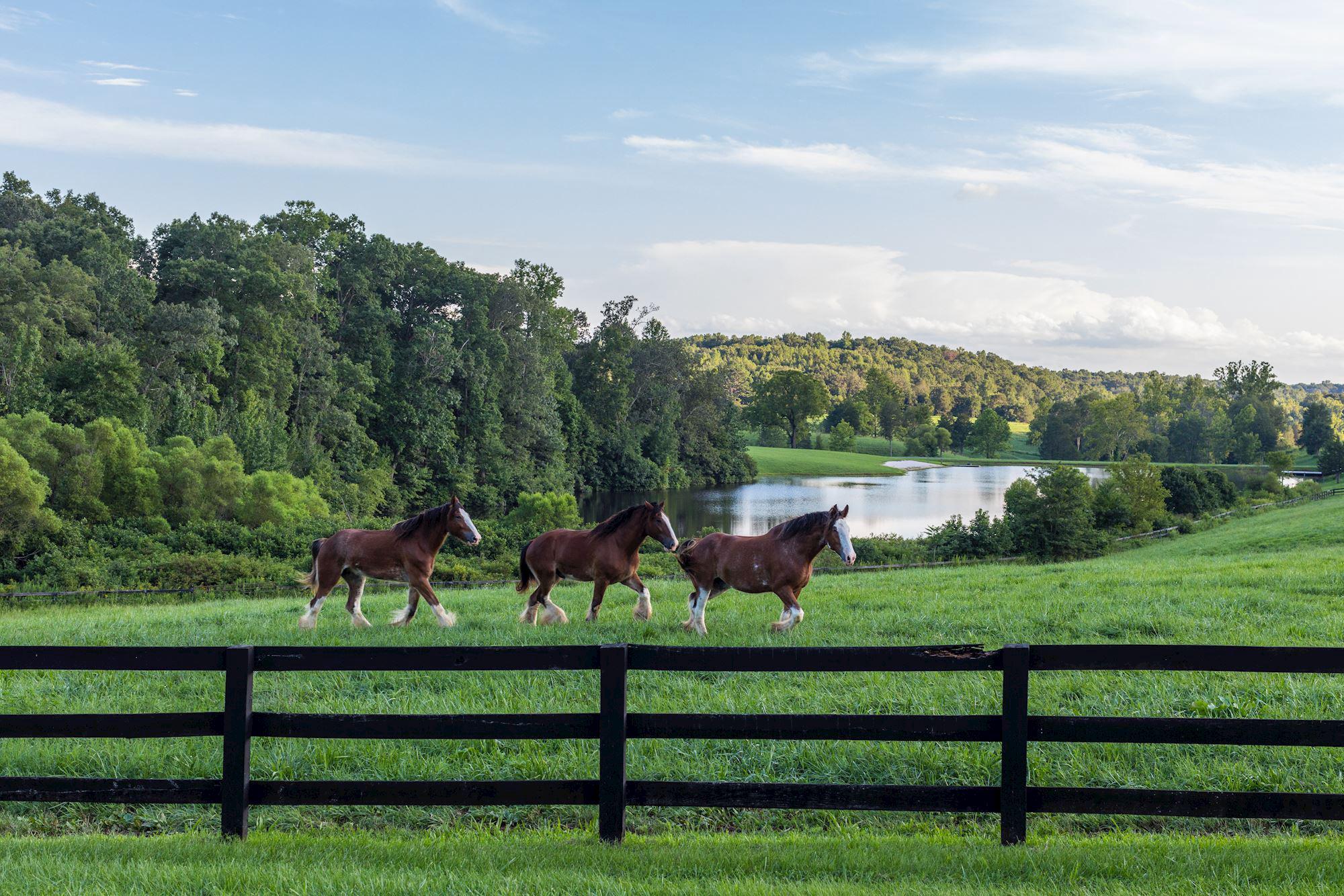  5520 Moonlight Drive, Scottsville, VA, 24590 - 物件實景