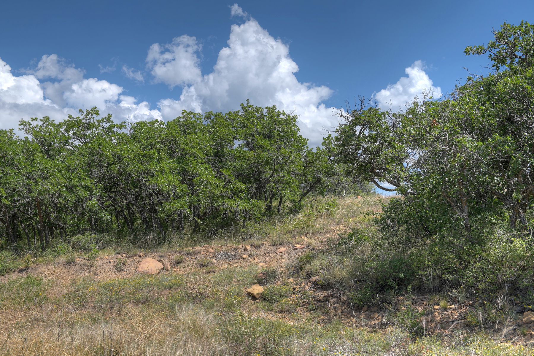  TBD Cross Creek Road, Hesperus, CO 81326 - 物件實景