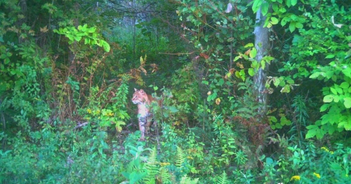 Charleston, Vermont, 05872, United States, 3 Bedrooms Bedrooms, ,2 BathroomsBathrooms,Residential,For Sale,1998791