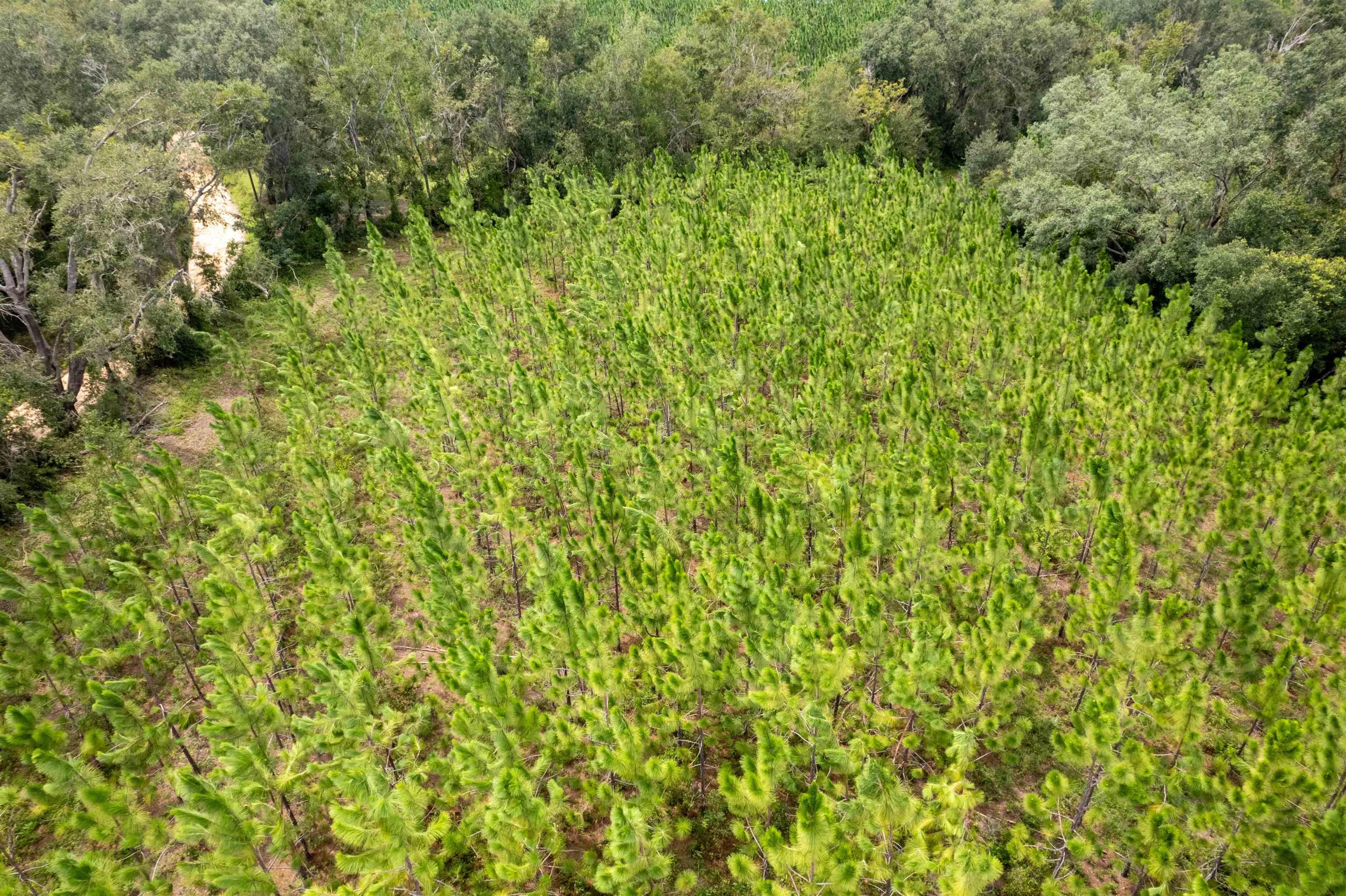 xxx Ne Geranium Street, Madison, Florida, 32340, United States, ,Land,For Sale,xxx Ne Geranium Street,1671968