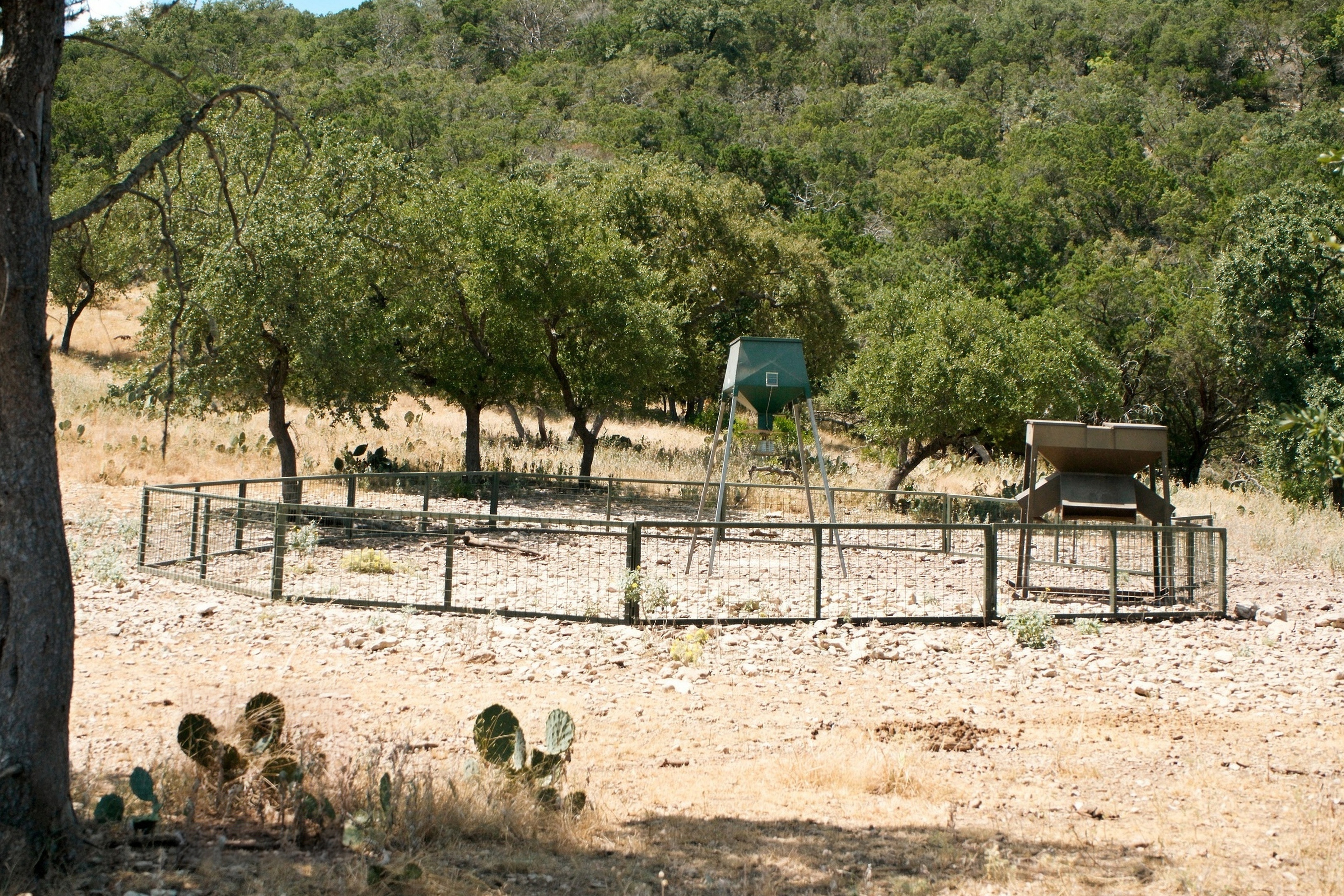  985+/- Acre 12 Springs Ranch - 物件實景