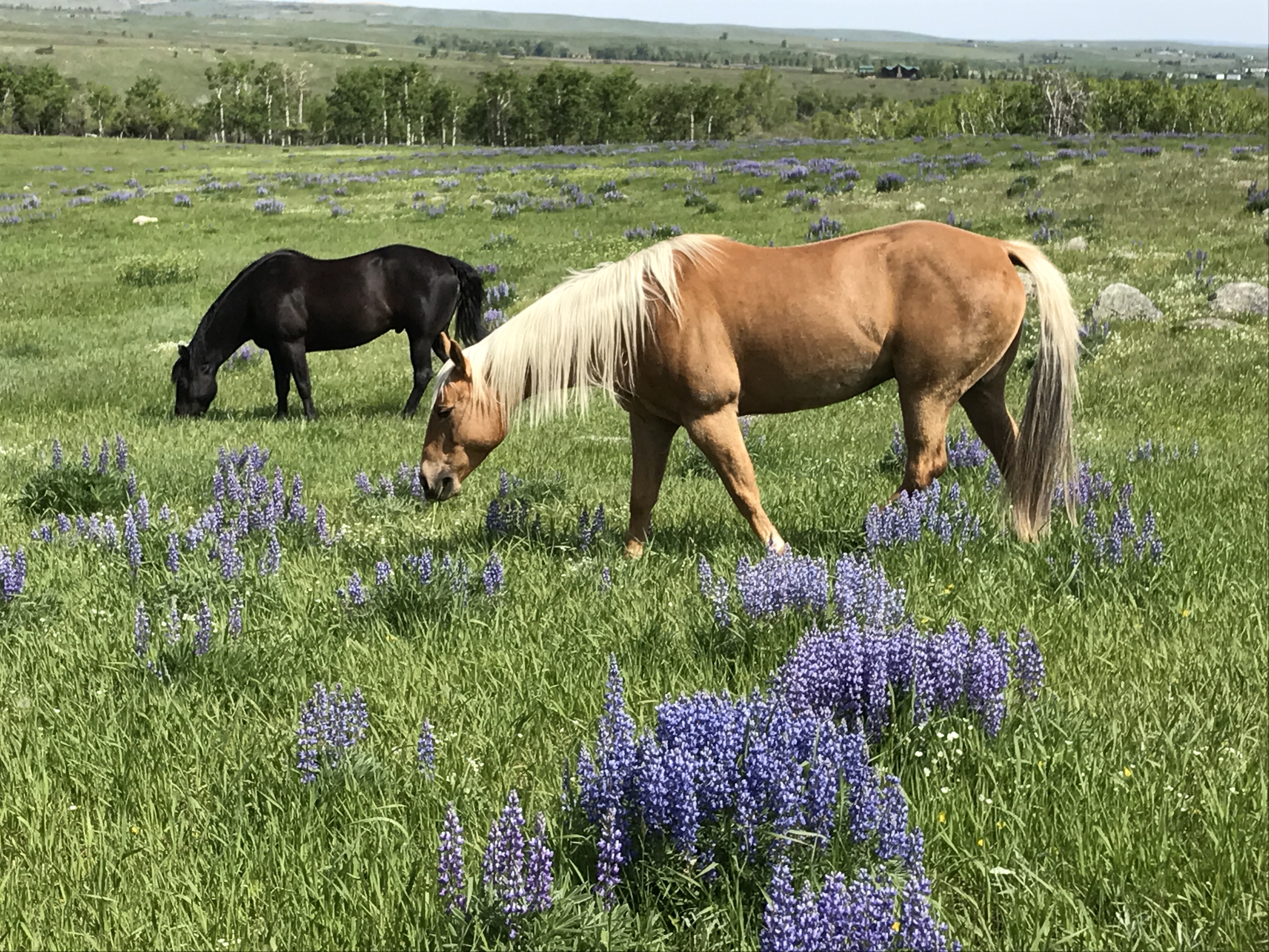 Big Horn, Wyoming, 82833, United States, ,Residential,For Sale,1887054
