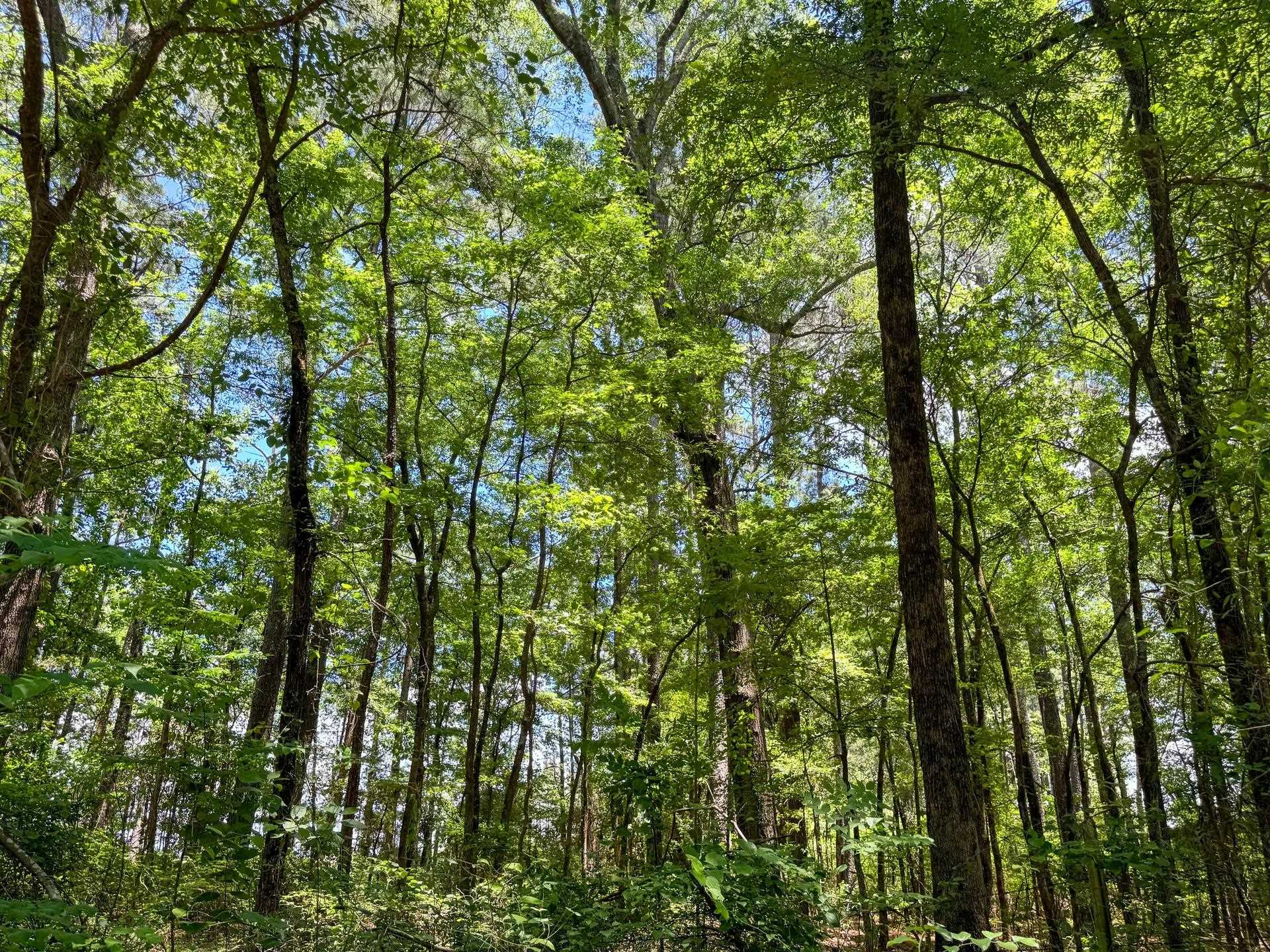 Douglassville, Texas, 75560, United States, ,Land,For Sale,2048006