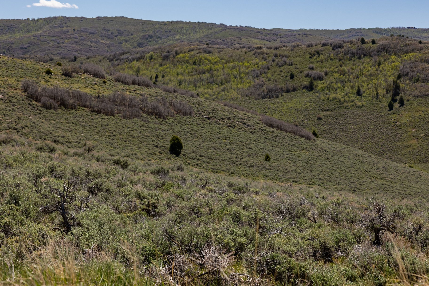  7+ Acres at Victory Ranch - 物件實景