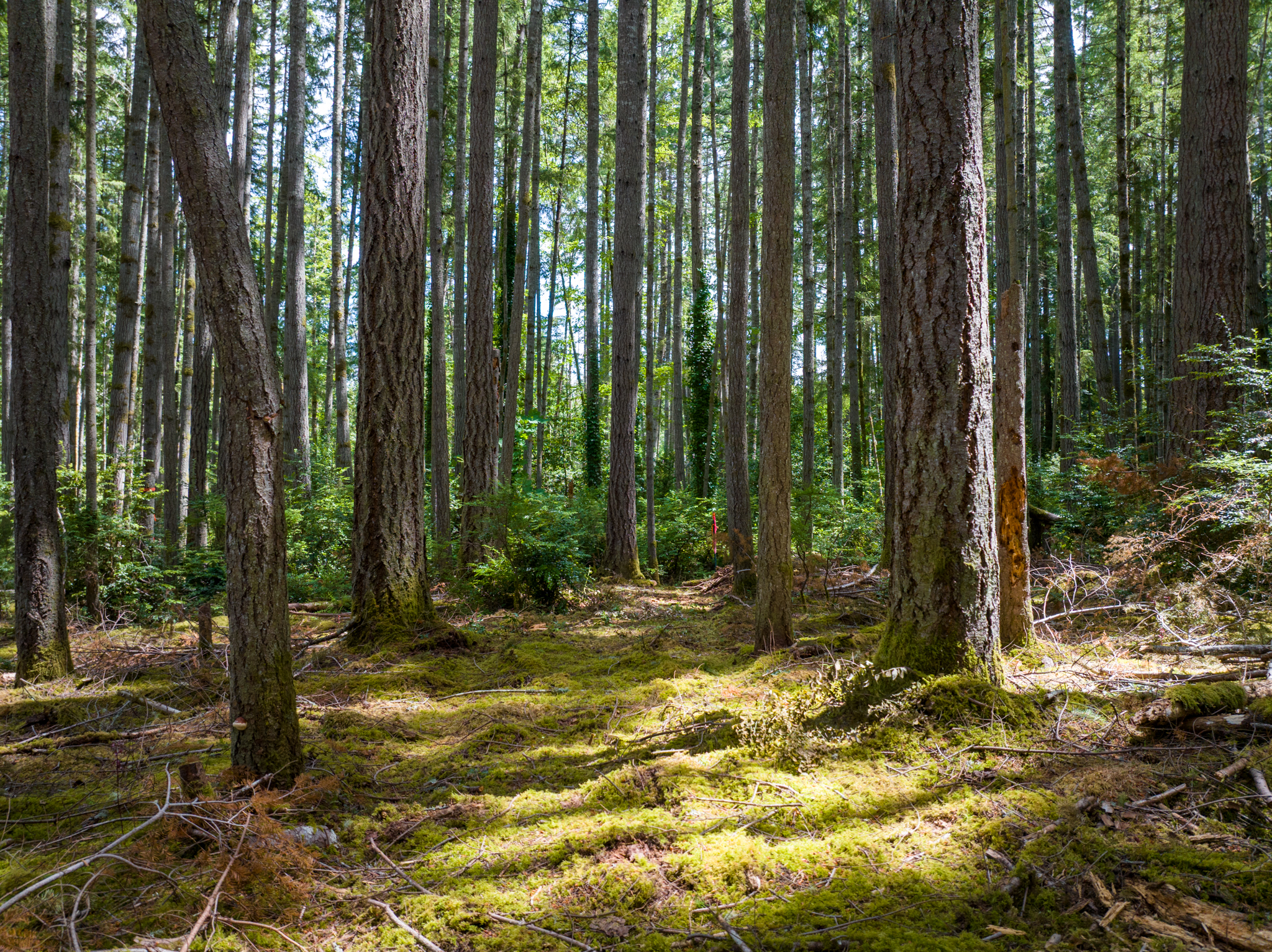  Lot B Bucsit Lane Northeast, Bainbridge Island, WA 98110 - 物件實景