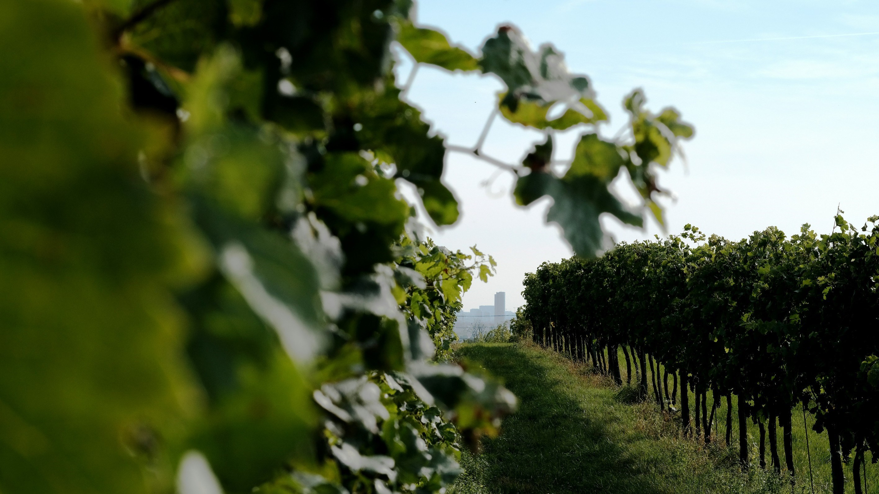  EXCEPTIONAL VINEYARD IN AOC PESSAC LEOGNAN - 14 HA - 物件實景
