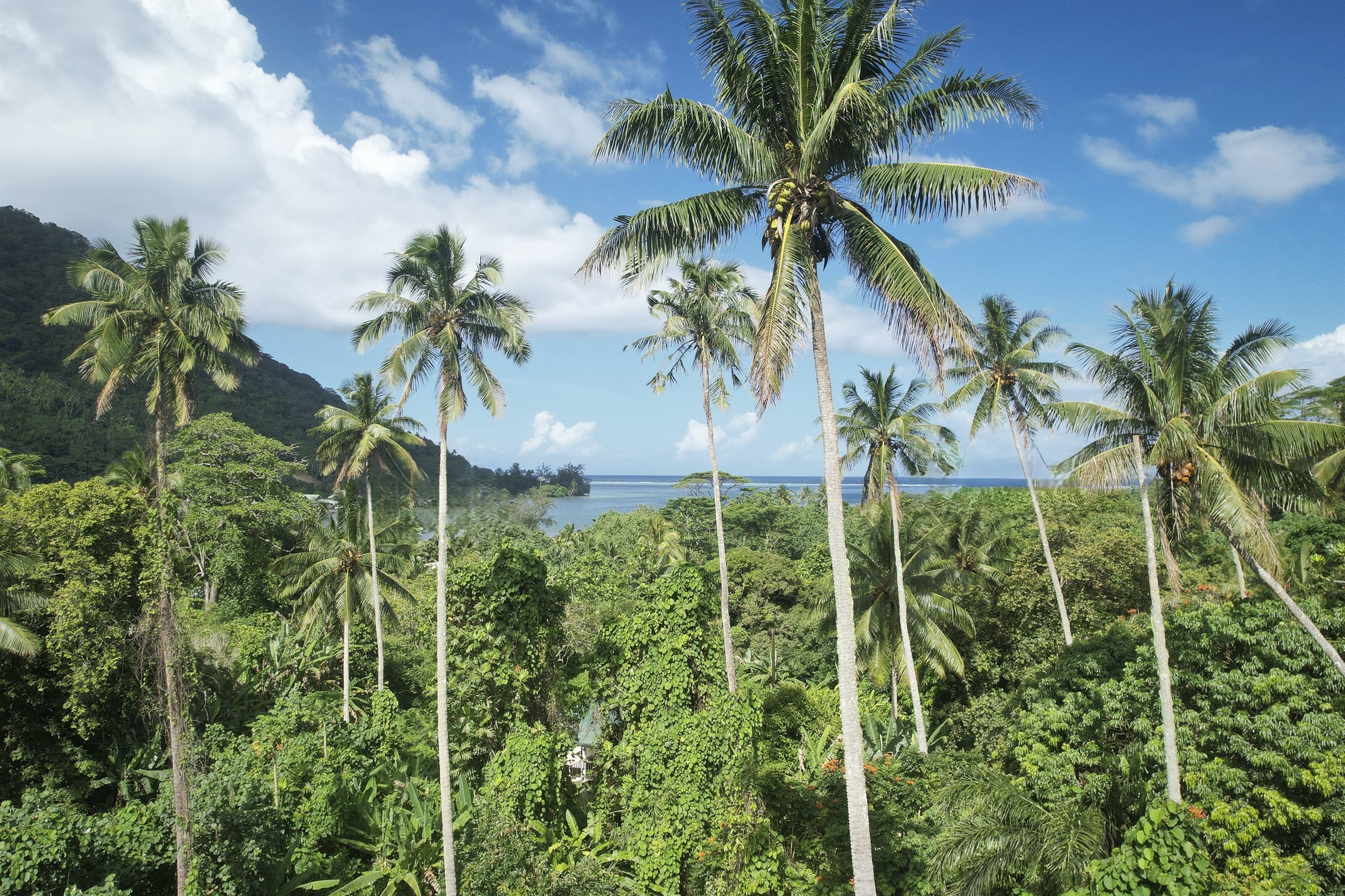 Moorea – Vaiare – Large plot near the dock - 物件實景