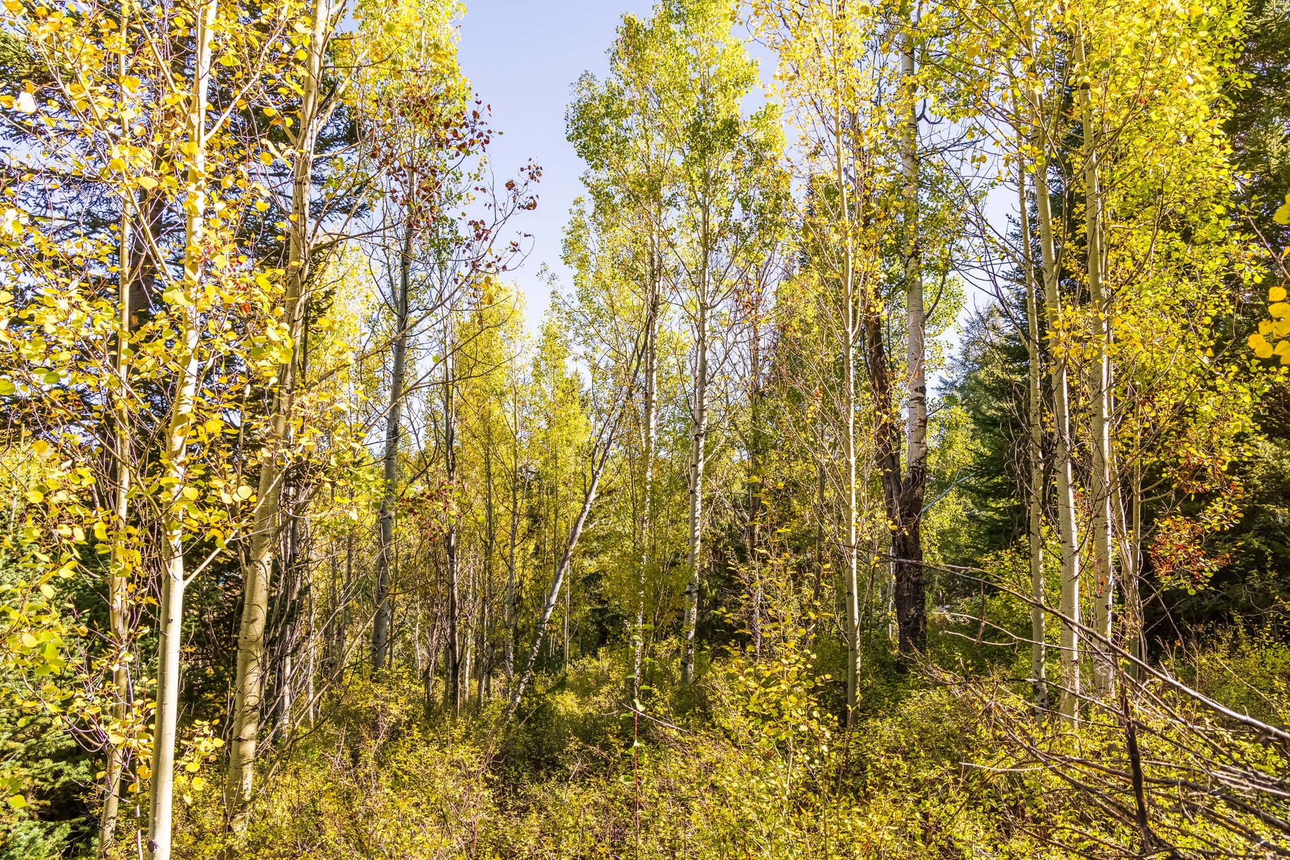  1.32-Acre Wooded Retreat in Gated Pine Mountain Near Oakley - 物件實景