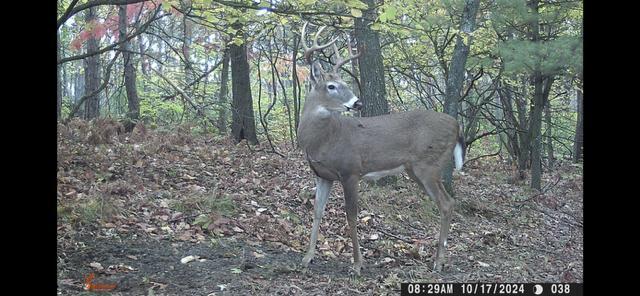 Big Rapids, Michigan, 49307, United States, 3 Bedrooms Bedrooms, ,2 BathroomsBathrooms,Residential,For Sale,1951282