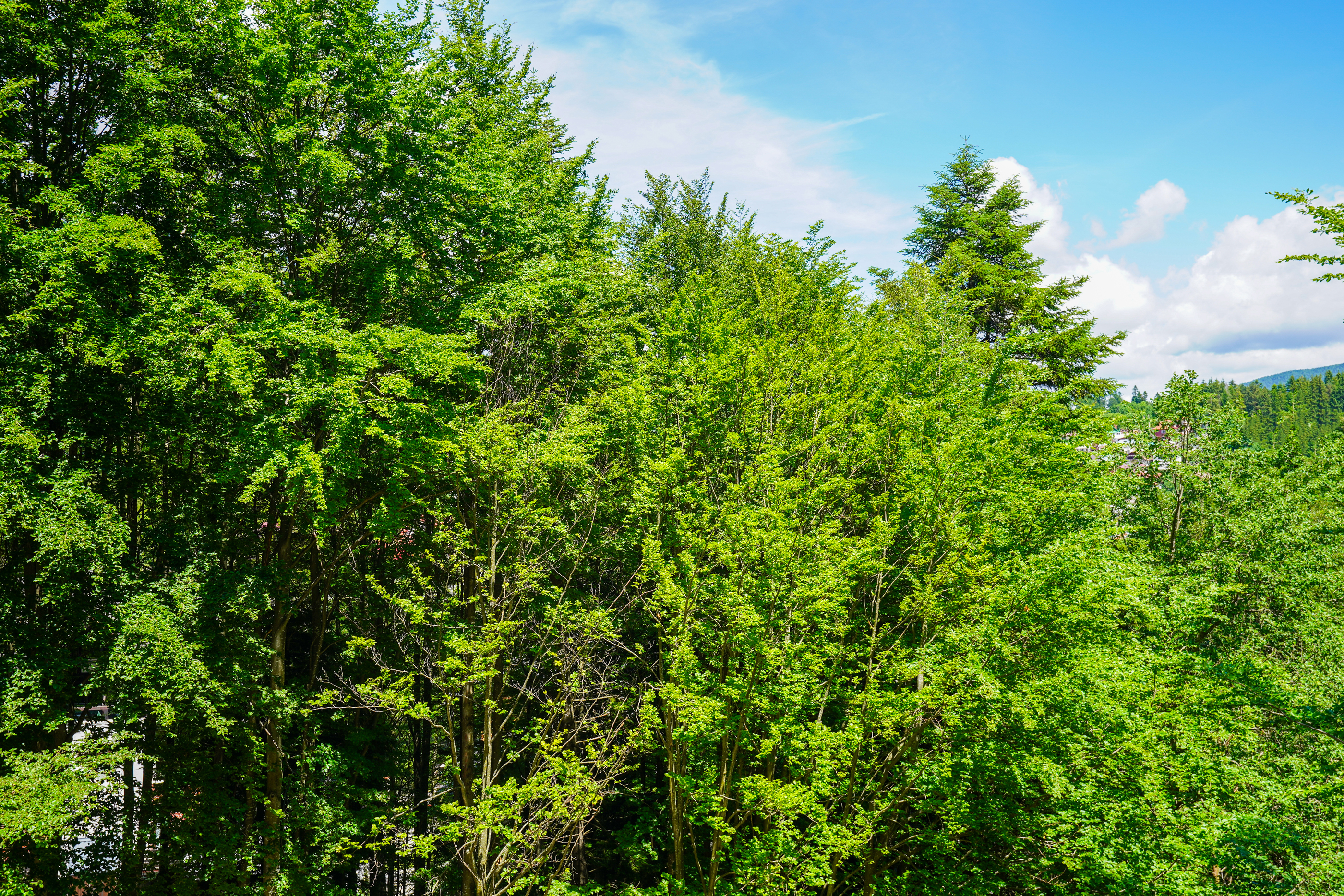  Penthouse Bordering the Forest, Sinaia - 物件實景