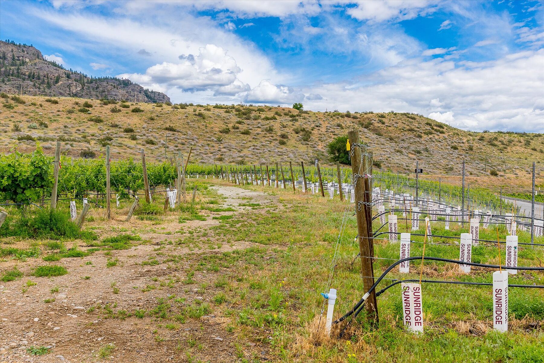  Oliver Winery Opportunity - 物件實景