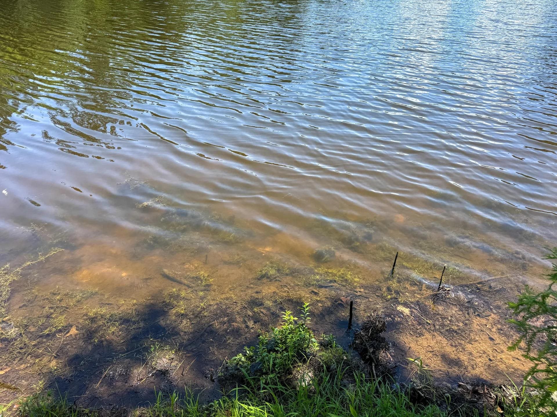 Douglassville, Texas, 75560, United States, ,Land,For Sale,2048006