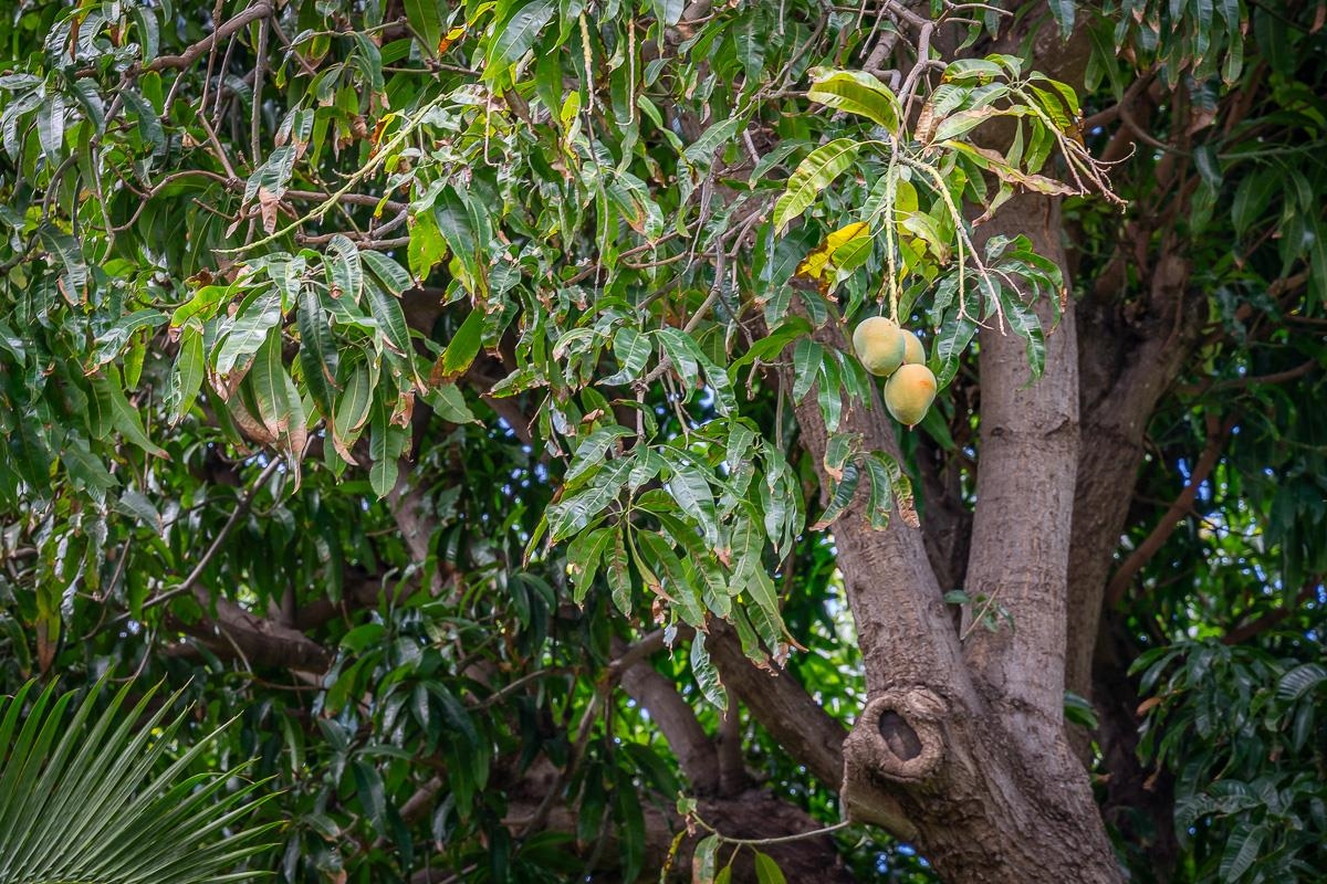 Kihei, Hawaii, 96753, United States, 1 Bedroom Bedrooms, ,1 BathroomBathrooms,Residential,For Sale,1994742