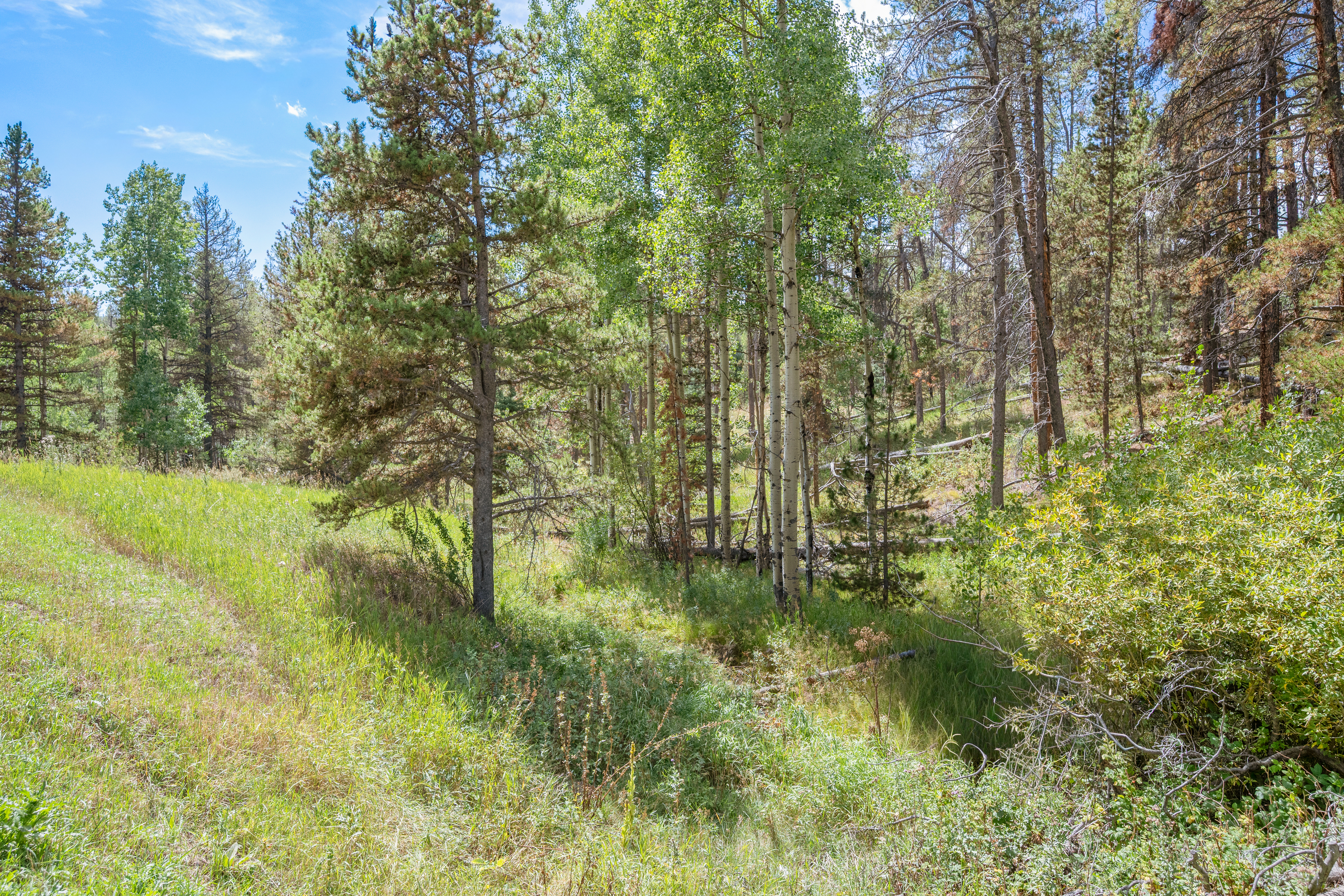  Secluded Conifer Mountain Lot Nestled in Trees with Stream & Wildlife - 物件實景
