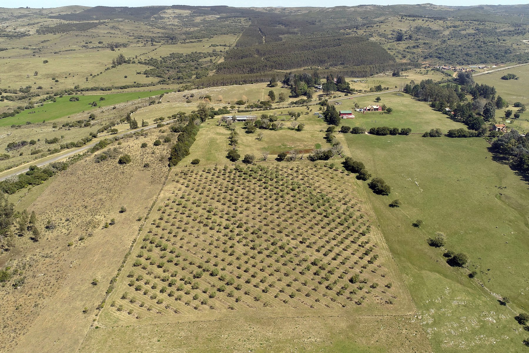  Farm with olive groves in Pueblo Edén - 物件實景