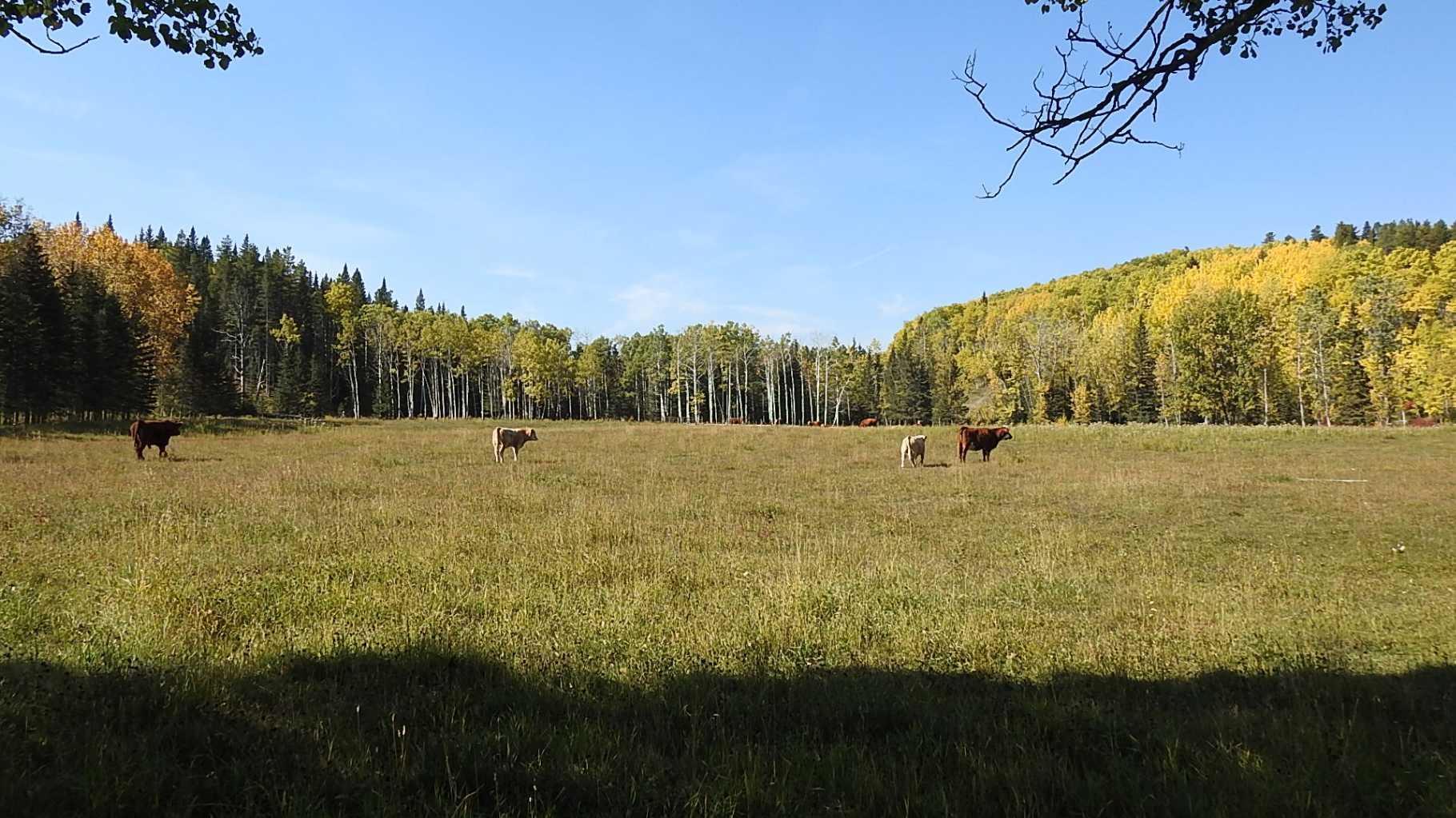 RURAL FOOTHILLS COUNTY, Alberta, T0L 1K0, CA, ,Residential,For Sale,1836944